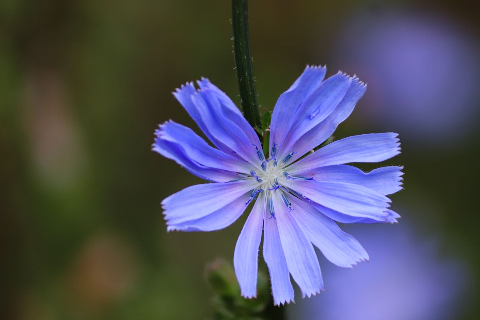 Canon EOS 200D (EOS Rebel SL2 / EOS Kiss X9) sample photo. Chicory, common chicory, blossom photography