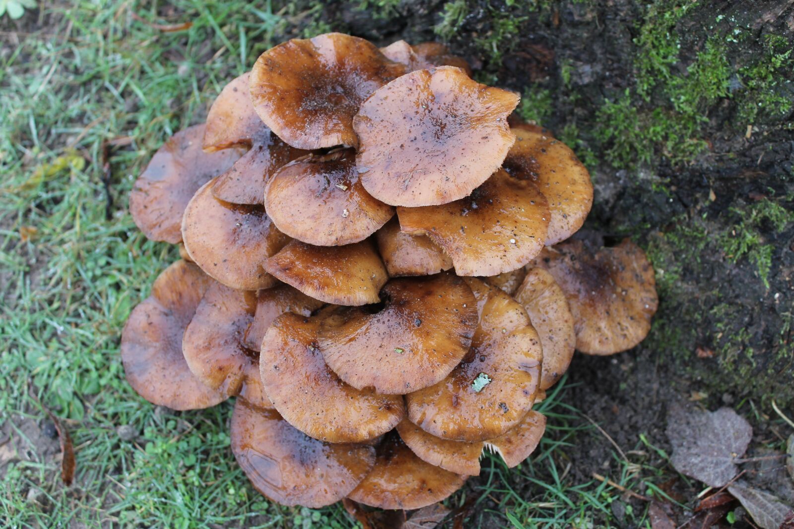 Canon EOS 1100D (EOS Rebel T3 / EOS Kiss X50) sample photo. Fungus, nature, forest photography