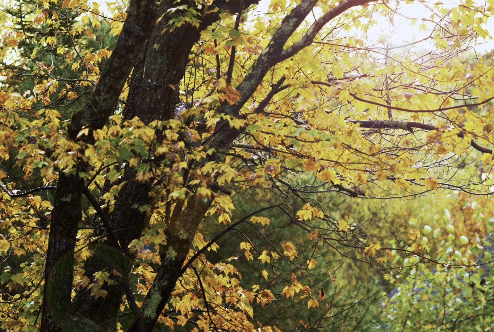 Nikon D800E sample photo. Autumn, gold, autumn, leaves photography