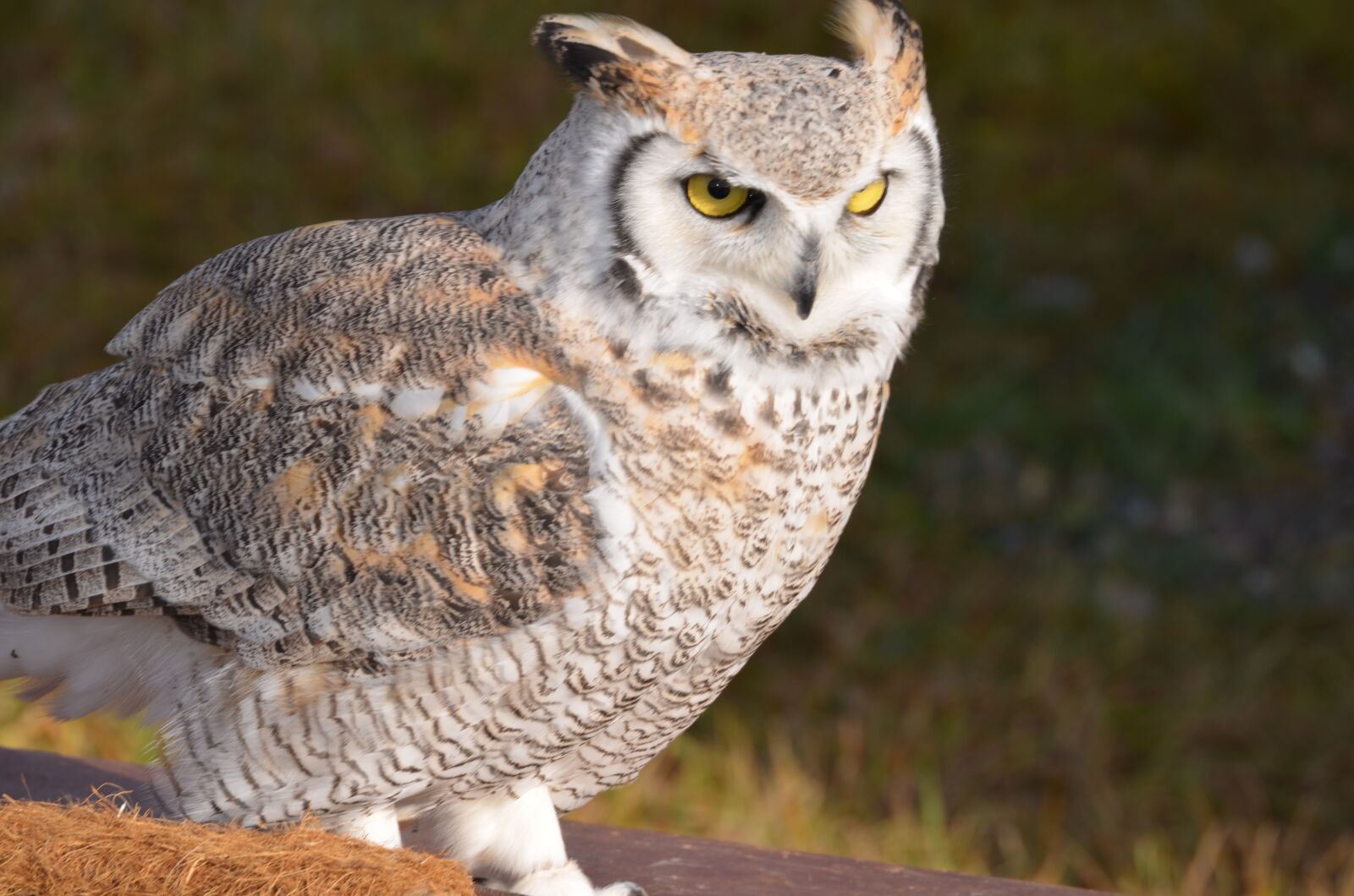 Nikon D5100 sample photo. Owl, bird, white photography