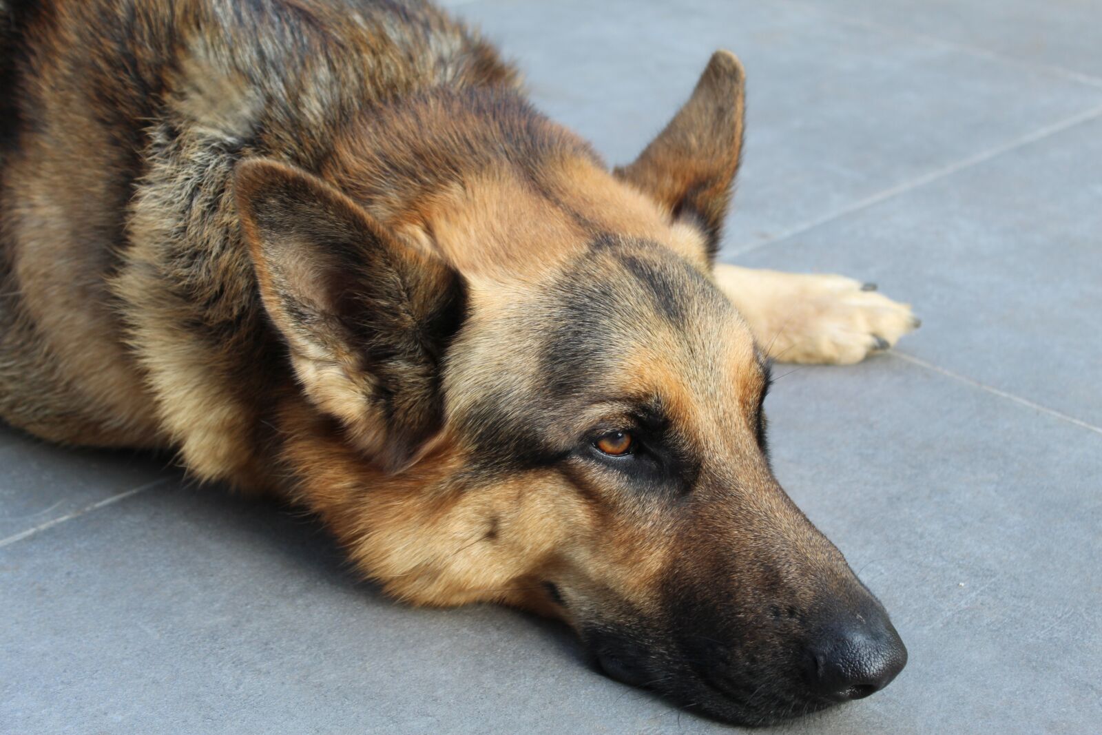 Canon EOS 4000D (EOS Rebel T100 / EOS 3000D) sample photo. German shepherd, dog, pet photography