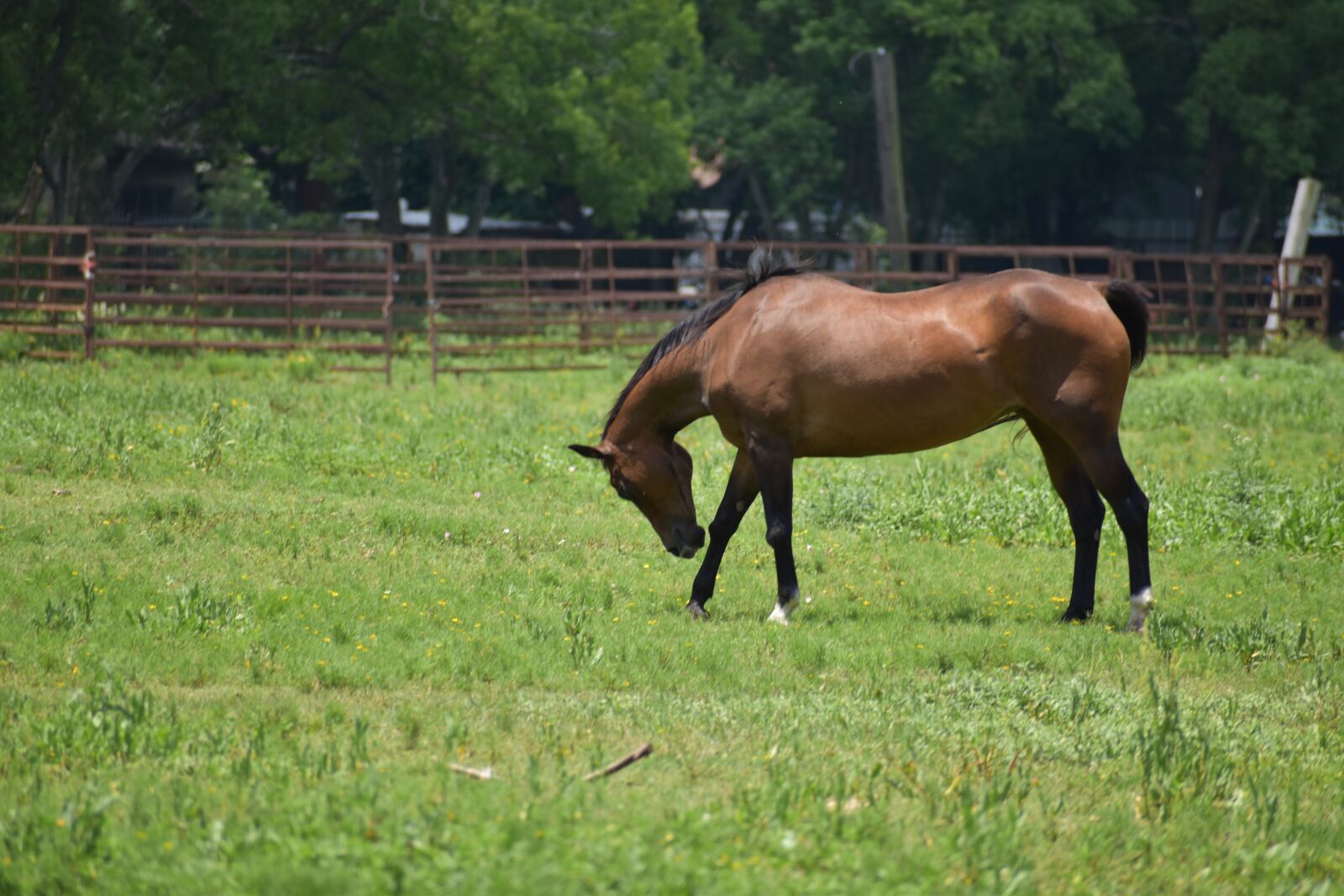 Nikon D3500 sample photo. Horse, stallion, ranch photography