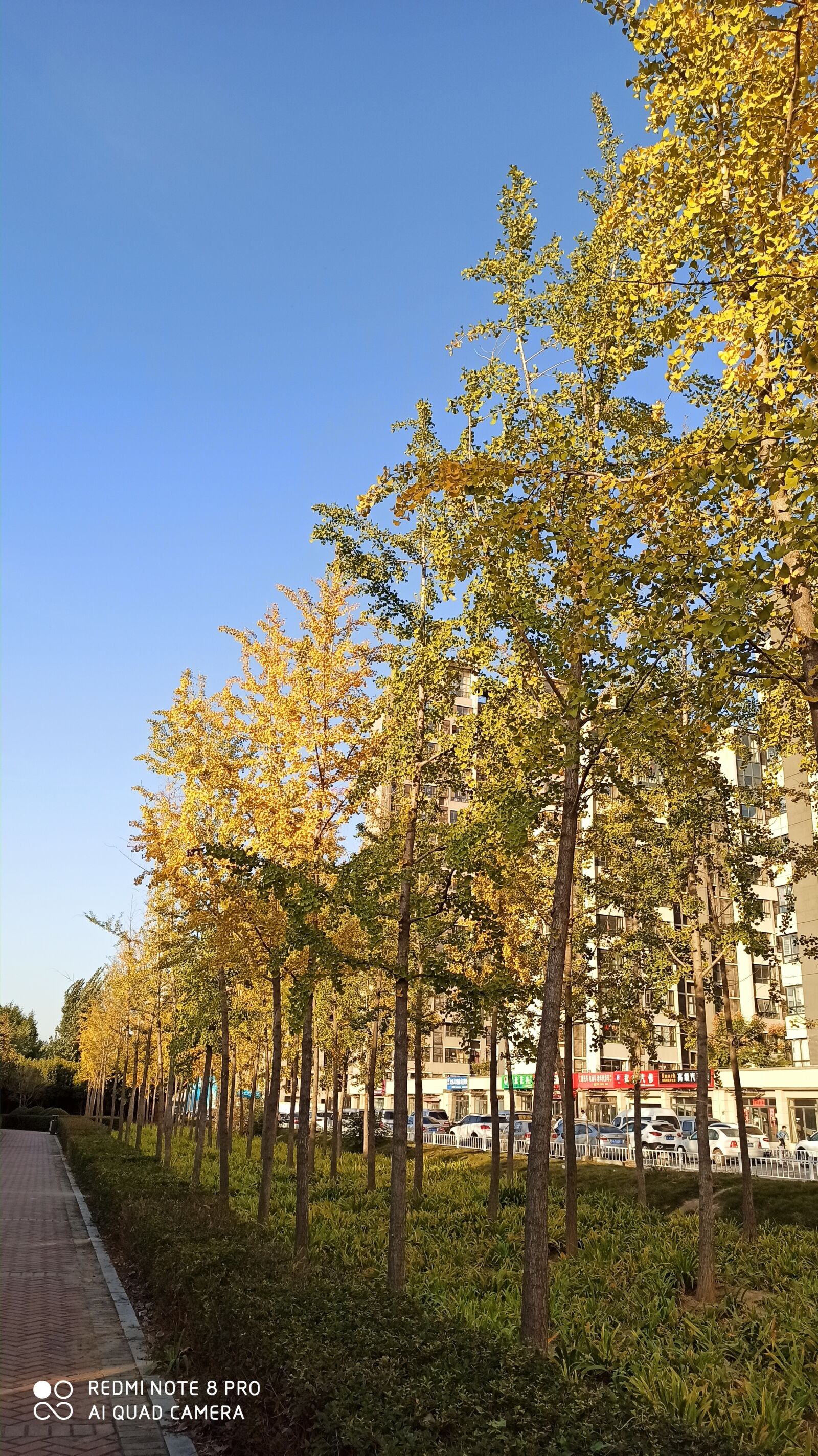 Xiaomi Redmi Note 8 Pro sample photo. Autumn, ginkgo, sky photography