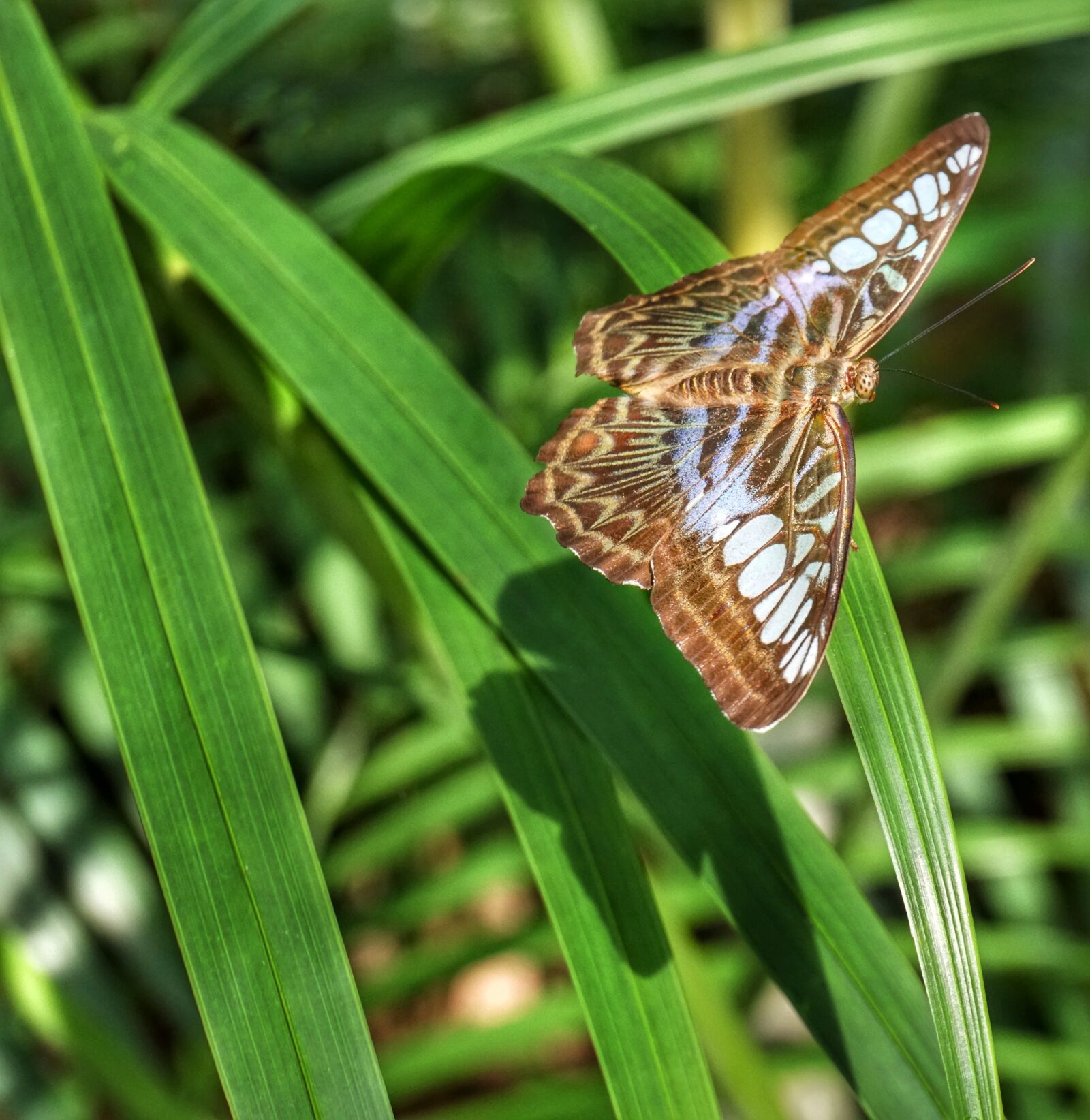 Sony a6300 sample photo. Butterfly, closeup, wildlife photography