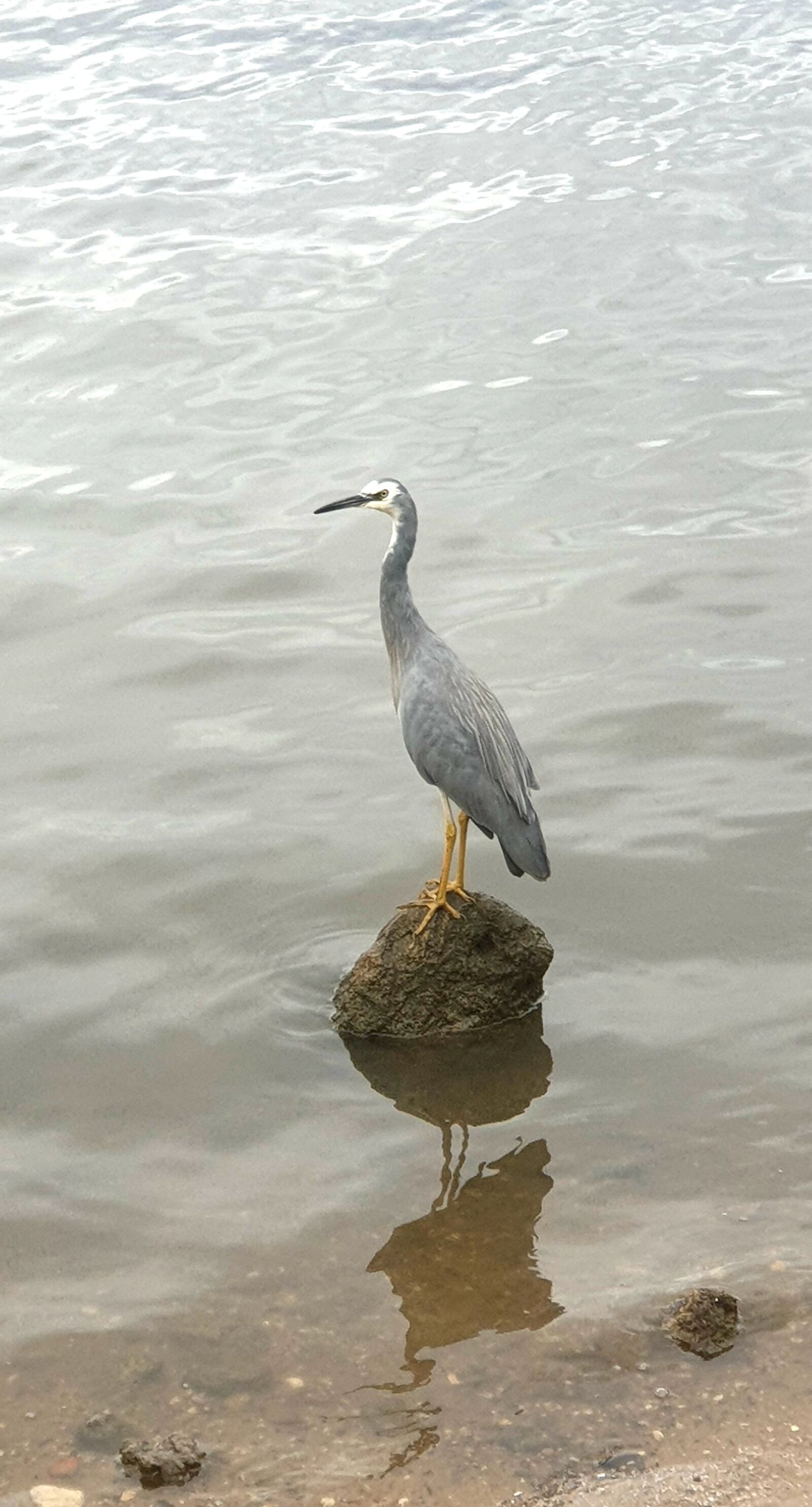 Samsung Galaxy S9+ sample photo. Blue crane, perth, swan photography