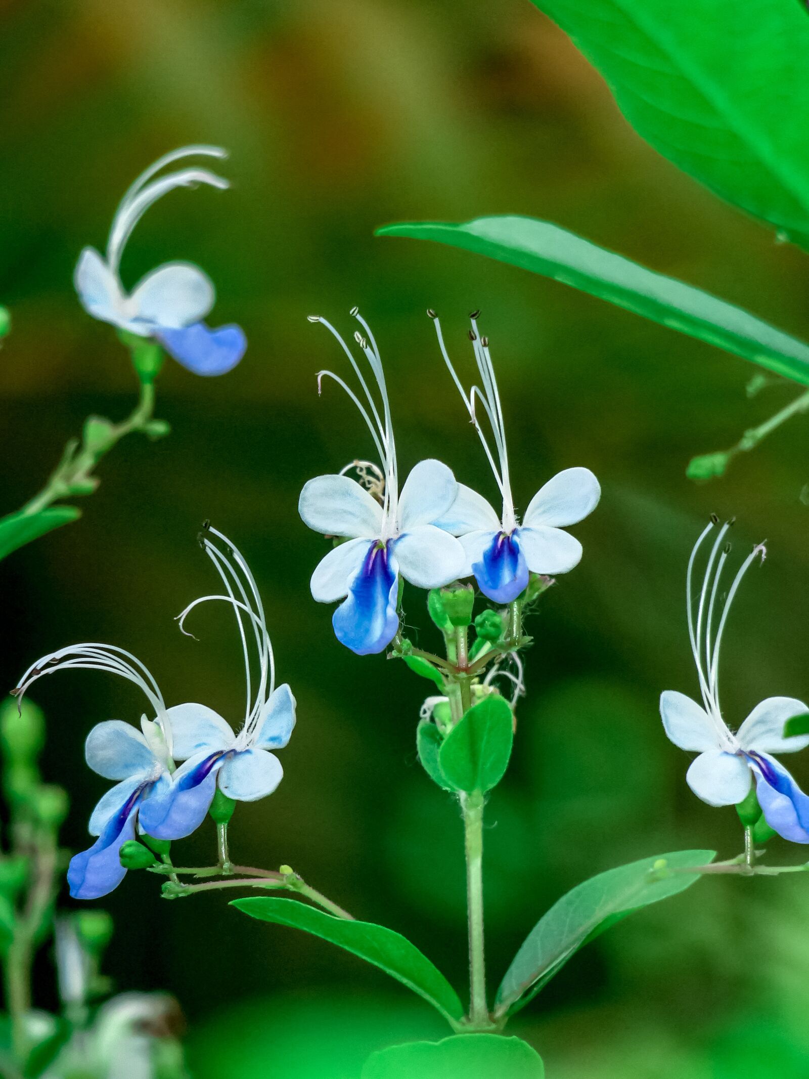 Canon PowerShot G3 X sample photo. Blue butterfly flower, nature photography