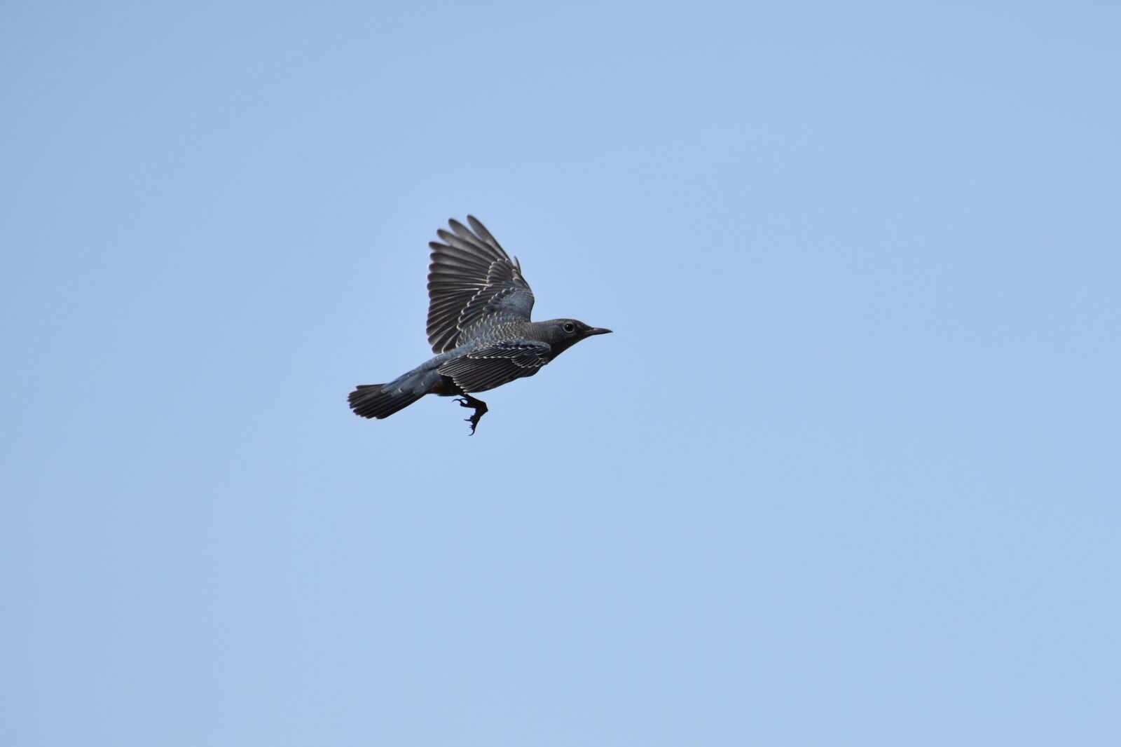 Nikon D7200 sample photo. Animal, sky, bird photography