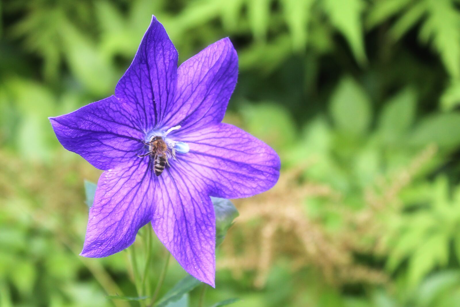 Canon EOS 600D (Rebel EOS T3i / EOS Kiss X5) sample photo. Blossom, bloom, violet photography