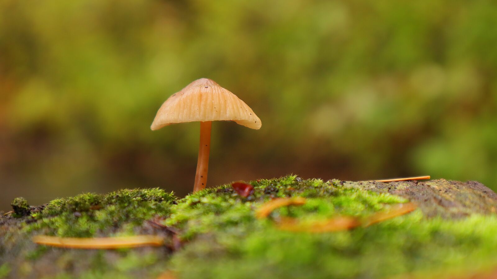 Canon EF-M 15-45mm F3.5-6.3 IS STM sample photo. Mushroom, forest, nature photography