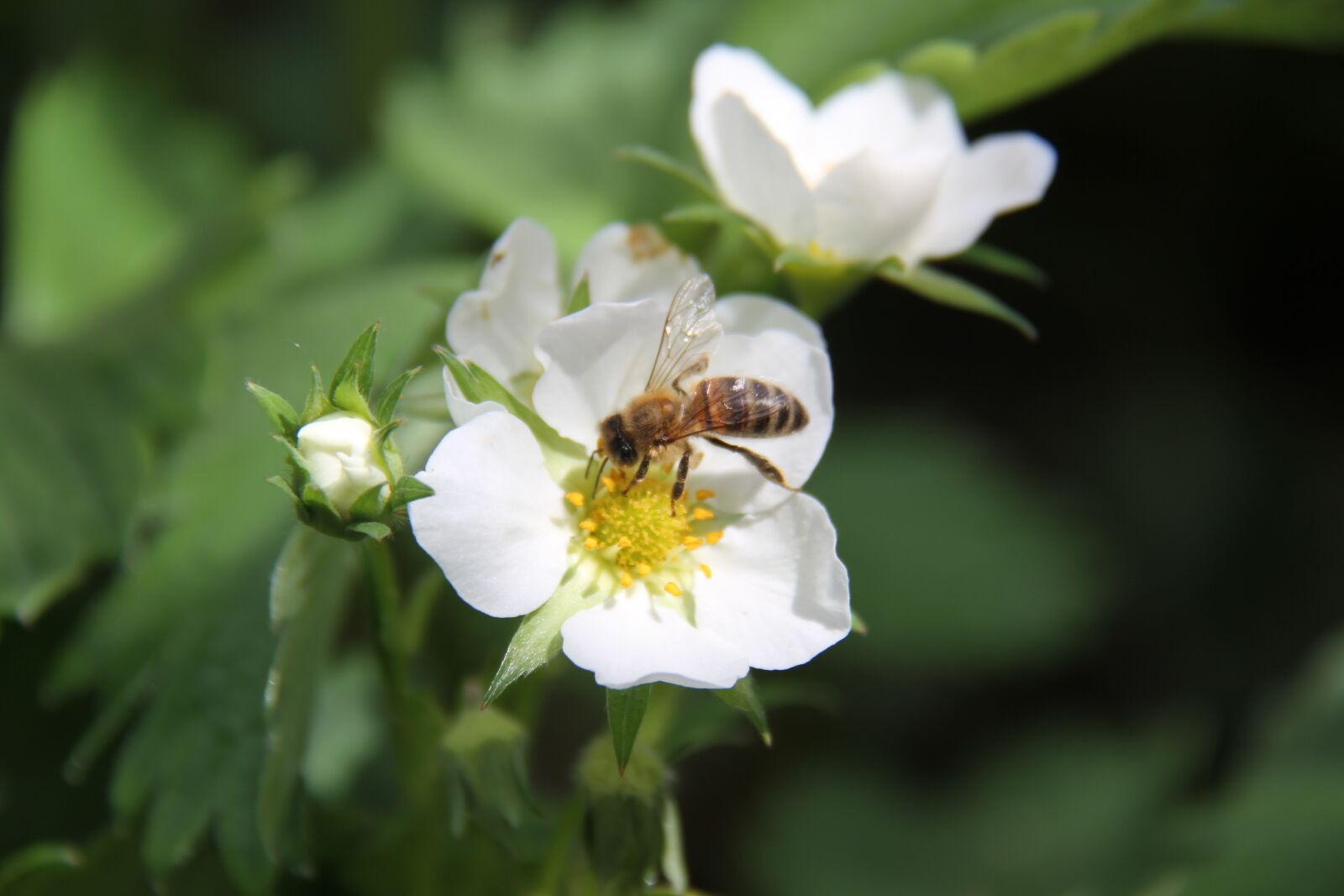 Canon EOS 7D sample photo. Strawberry, bee, flower photography
