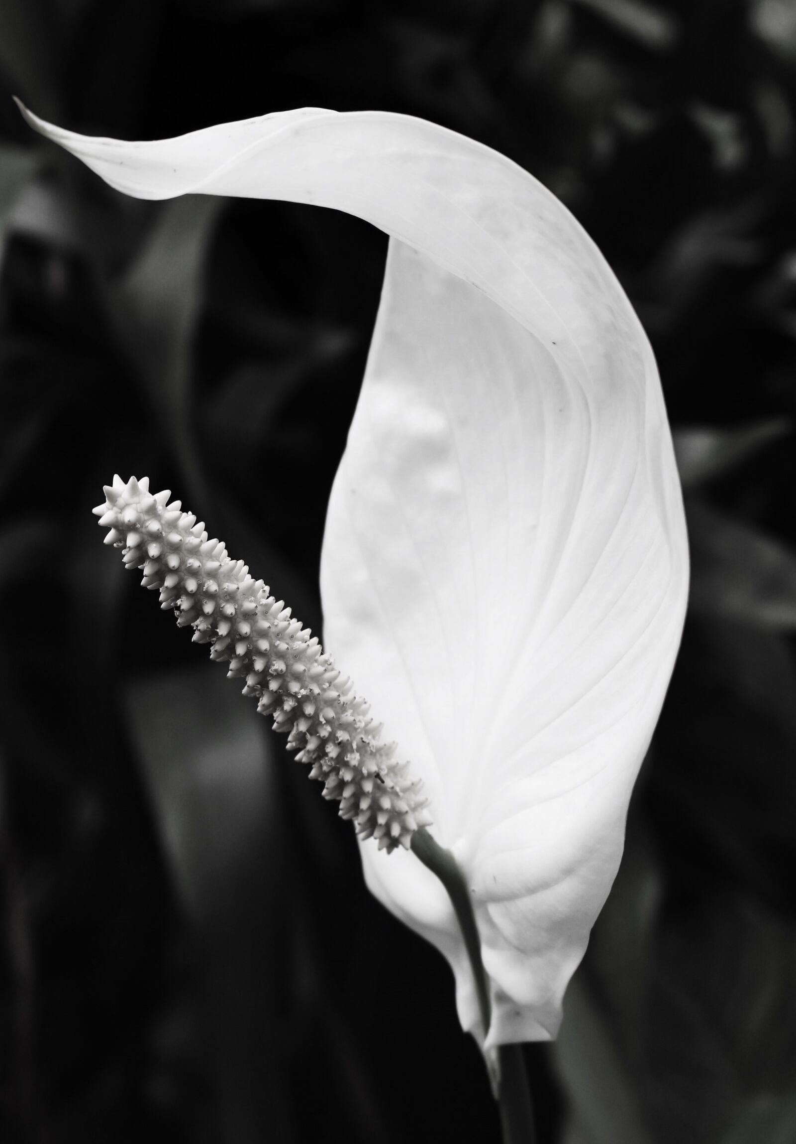 Canon EOS 100D (EOS Rebel SL1 / EOS Kiss X7) sample photo. Flower, white, nature photography