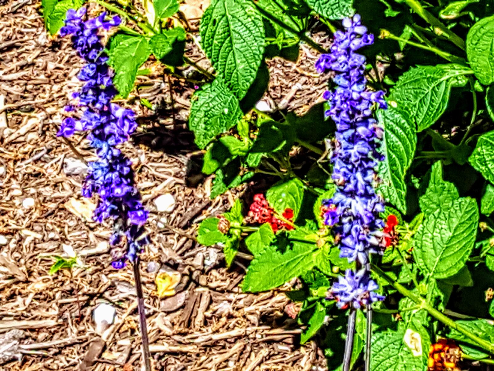 Samsung Galaxy Note5 sample photo. Beautiful, flowers, greenery, purple photography