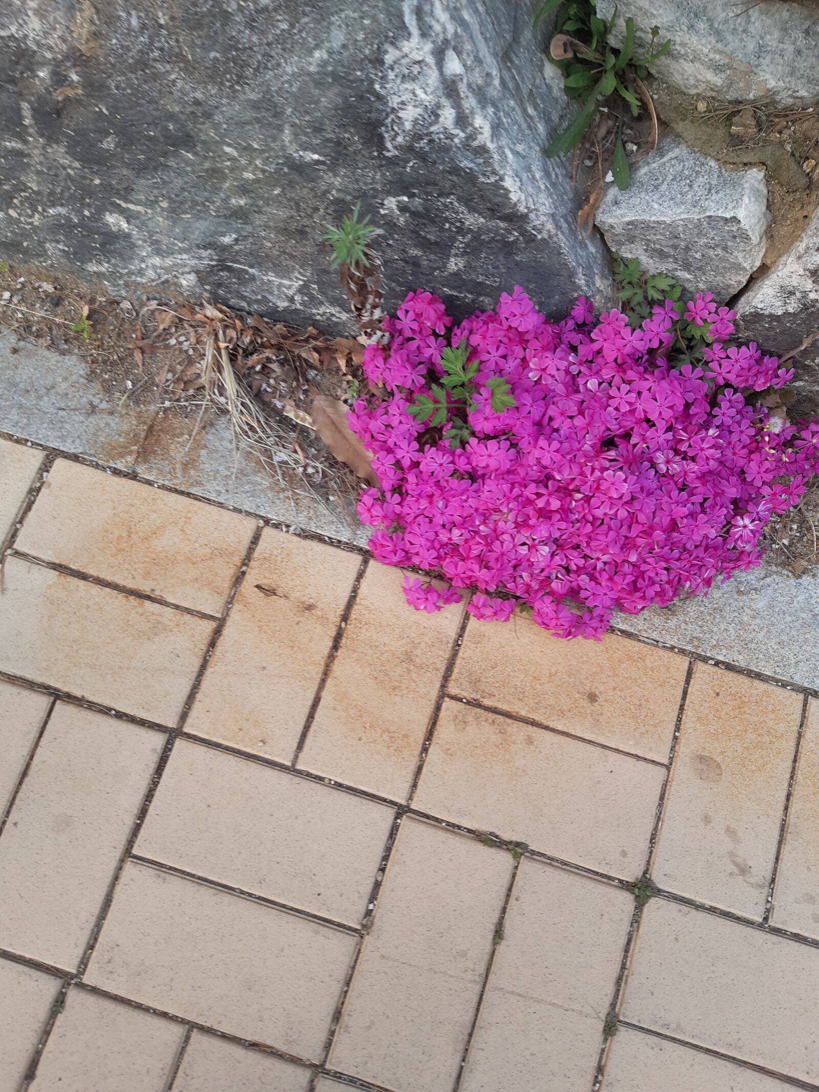 Samsung Galaxy A8(2018) sample photo. 꽃잔디, 꽃, flowers photography