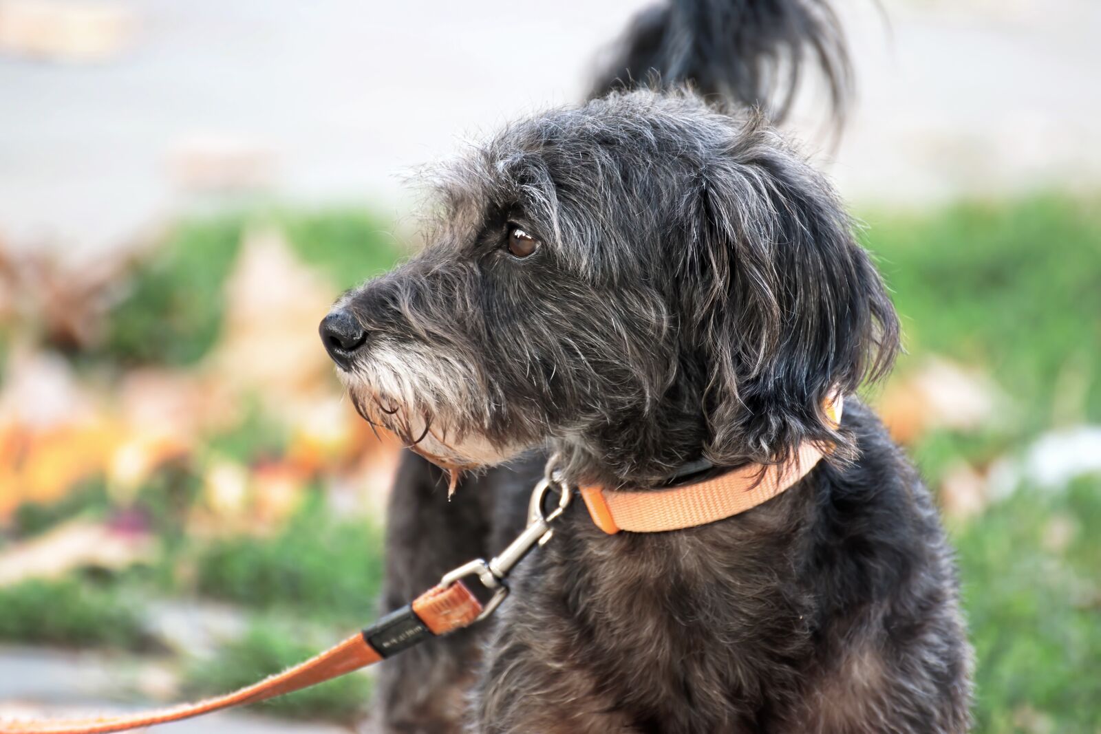 Nikon D5300 sample photo. Dog, pet, domestic photography