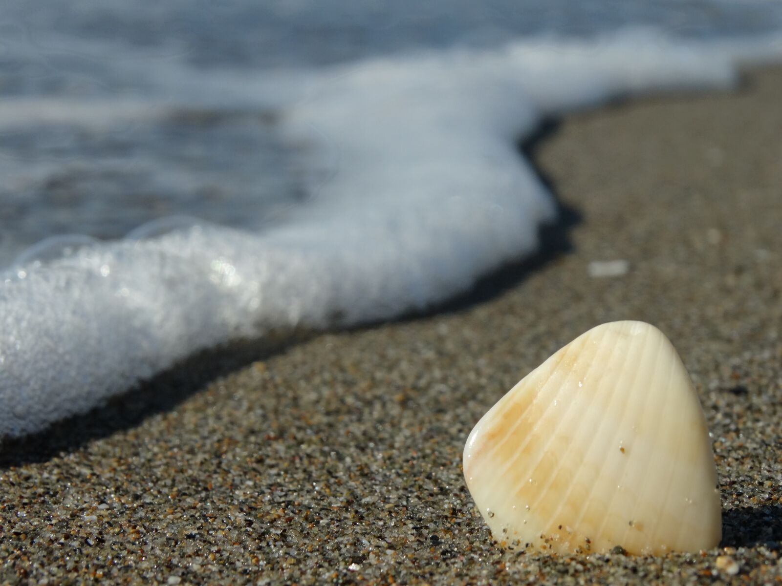 Sony Cyber-shot DSC-HX300 sample photo. Shell, sea, summer photography