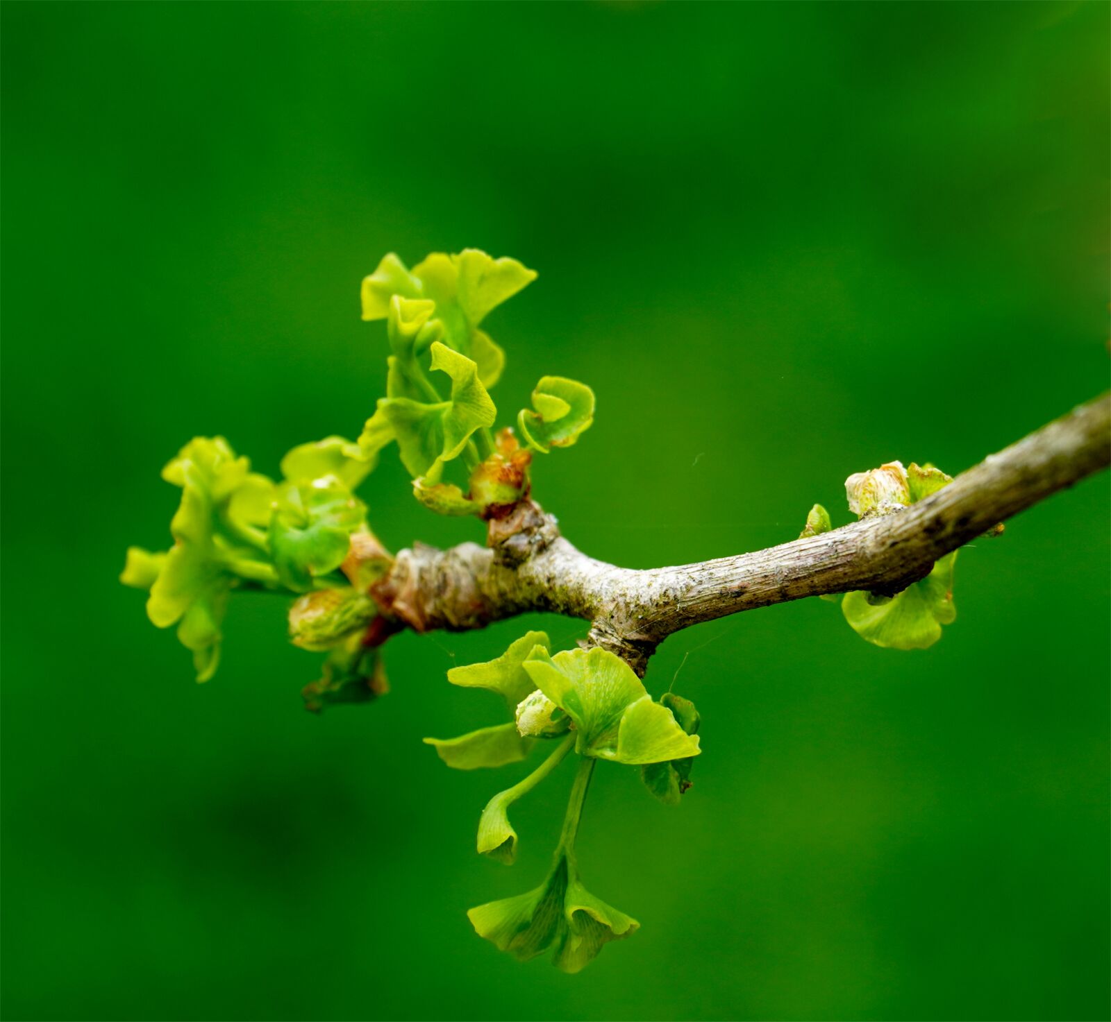 Sony E PZ 18-105mm F4 G OSS sample photo. Gingko, branch, leaves photography