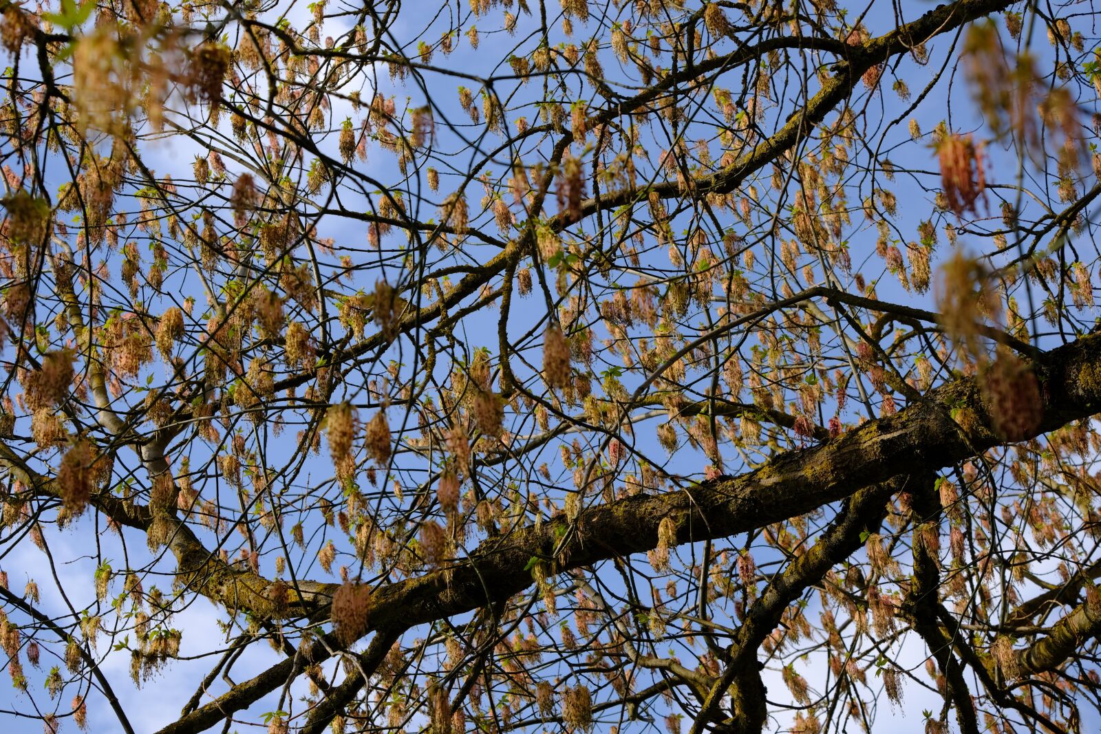Fujifilm X-T2 + Fujifilm XF 55-200mm F3.5-4.8 R LM OIS sample photo. Aesthetic, tree, blossom photography