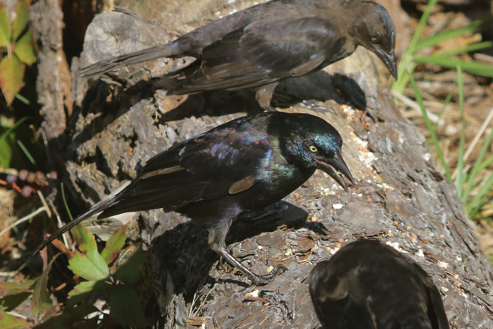 Canon EOS 760D (EOS Rebel T6s / EOS 8000D) sample photo. Black, bird, wings photography