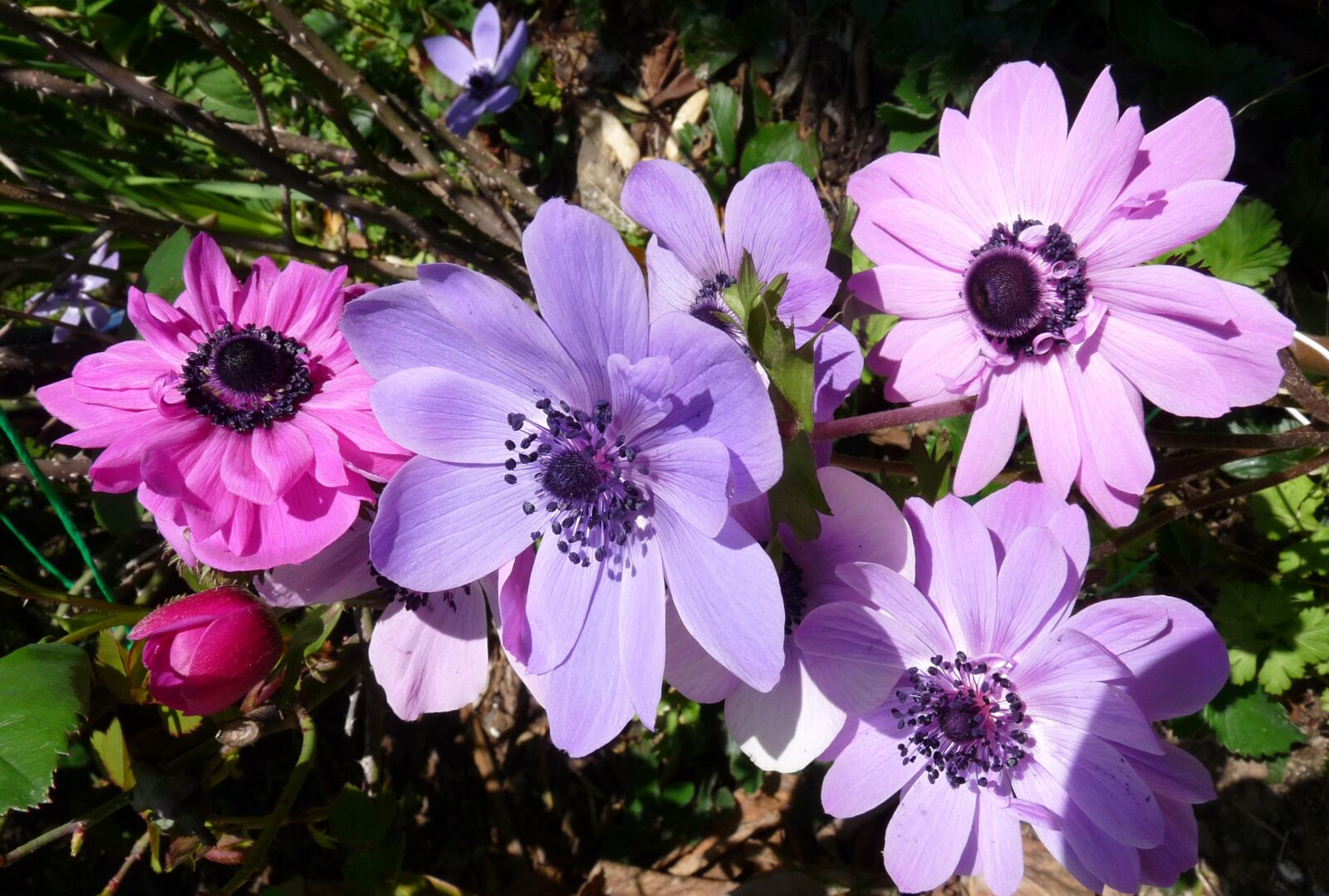 Panasonic Lumix DMC-FZ28 sample photo. Anemone, flowers, spring photography