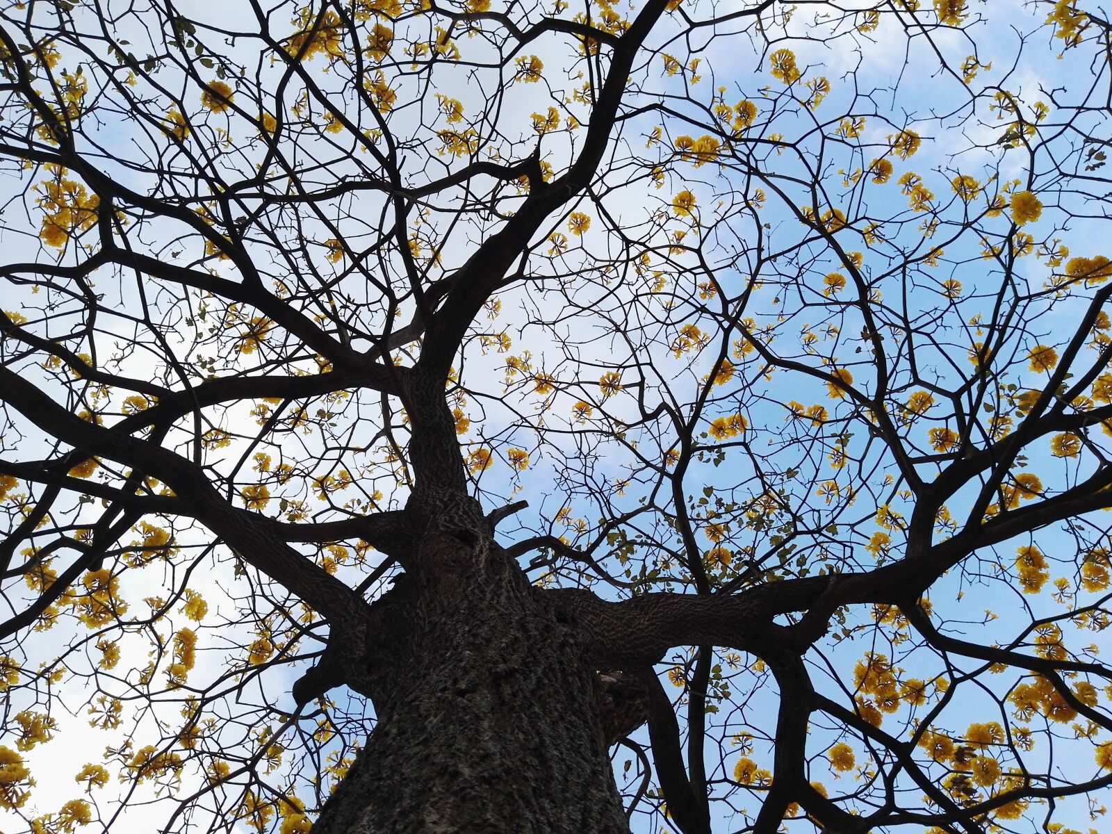 HUAWEI P8 sample photo. Tree, branches, nature photography