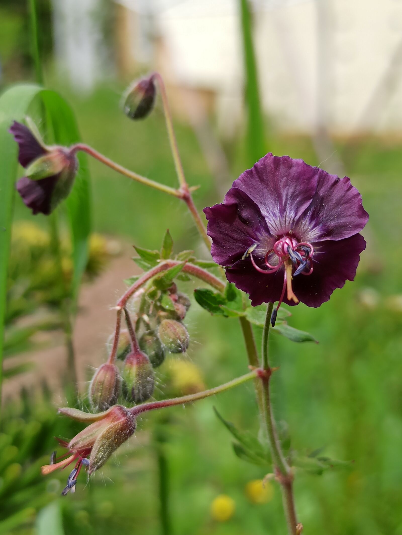 Xiaomi Redmi Note 8 Pro sample photo. Geranium, dusky, crane's-bill photography
