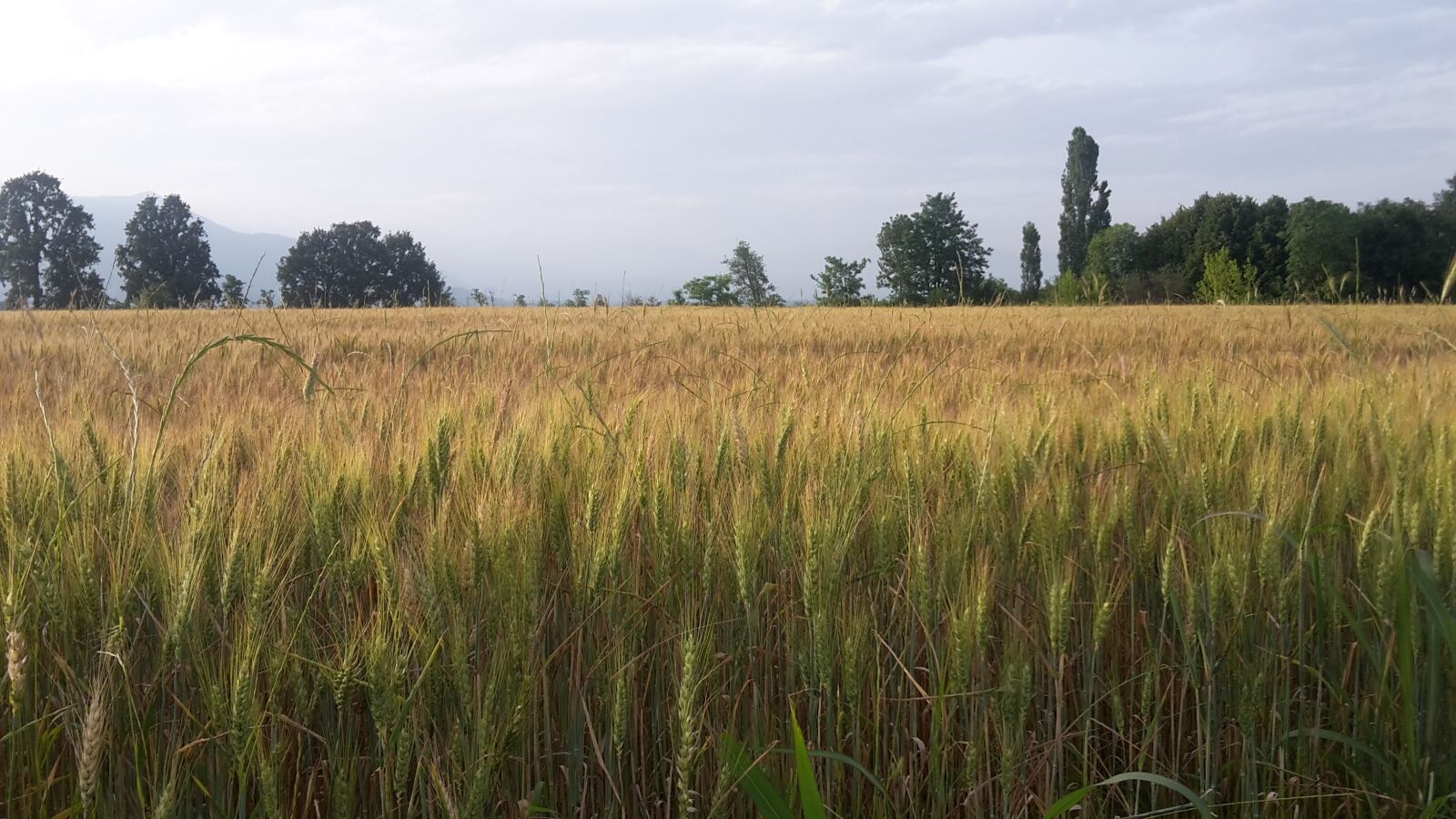 Samsung Galaxy S5 Mini sample photo. Prato, wheat, field photography