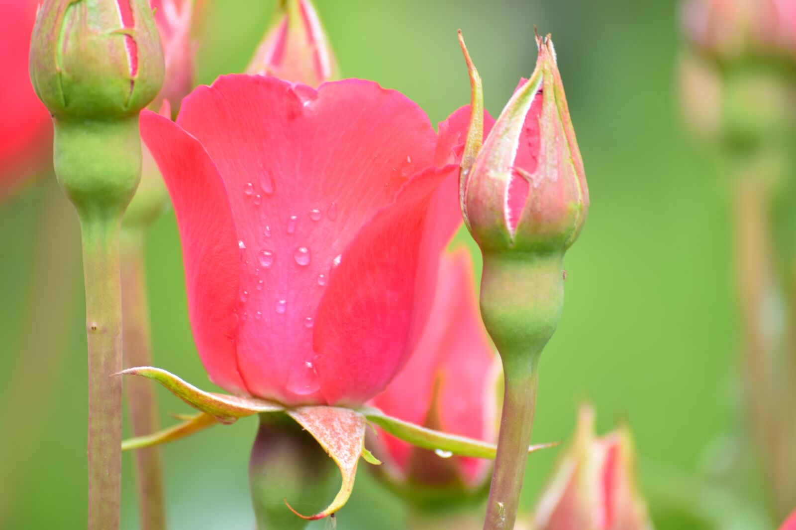 Nikon D3300 sample photo. Rose, flower, petal photography