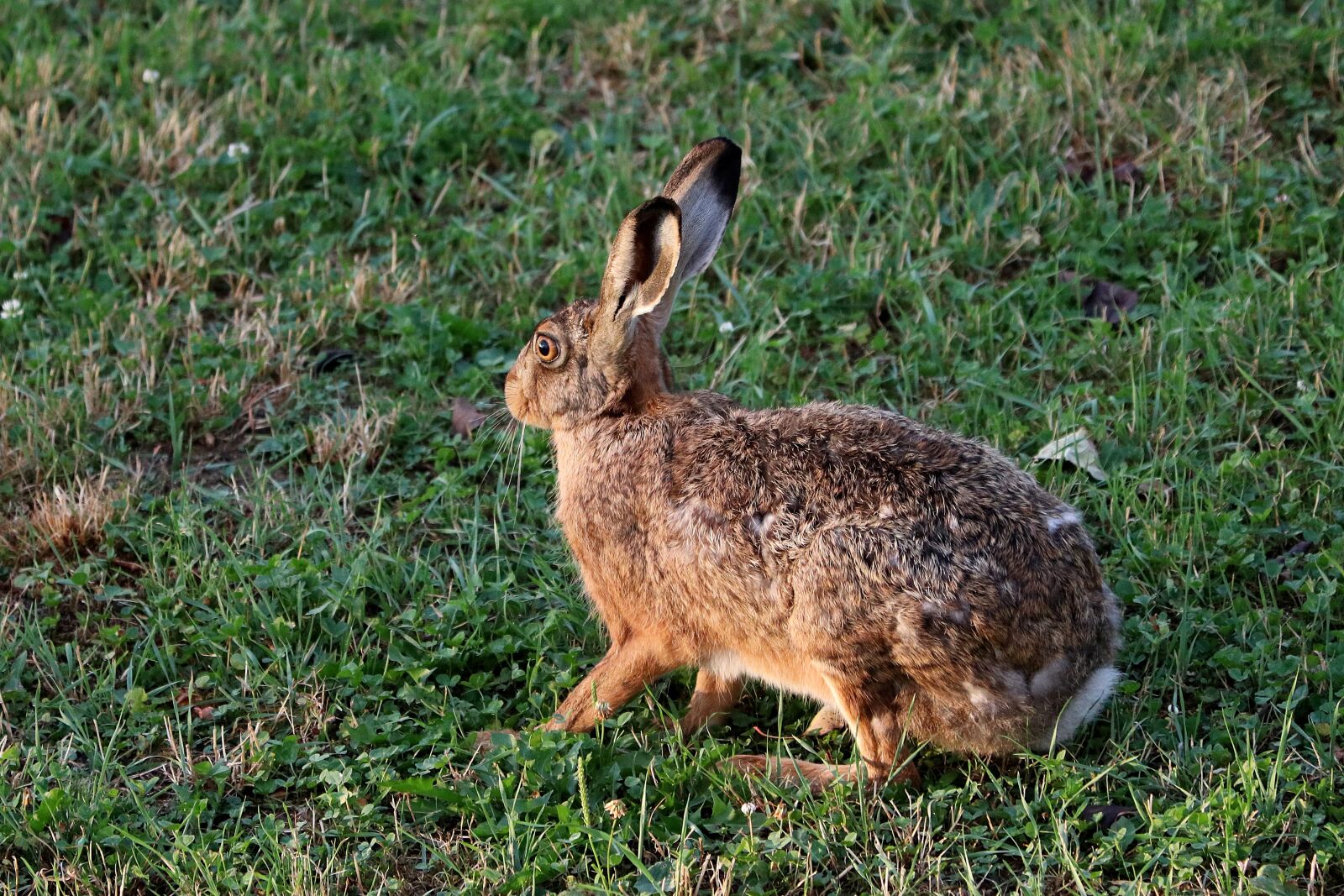 Canon EF 70-300 F4-5.6 IS II USM sample photo. Long eared, hare, rabbit photography