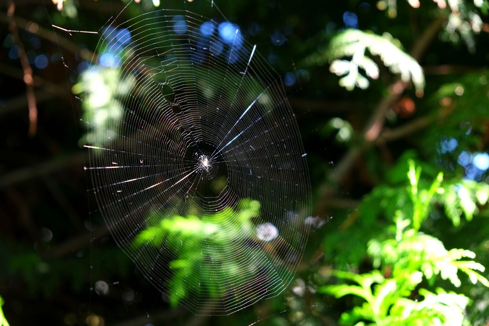 Fujifilm X-E1 sample photo. Cobweb, spider, close up photography