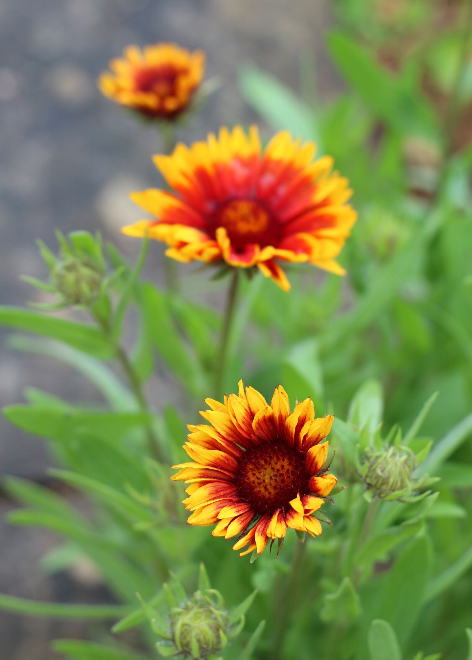Canon EOS 700D (EOS Rebel T5i / EOS Kiss X7i) sample photo. Firewheel, blanket flower, gaillardia photography