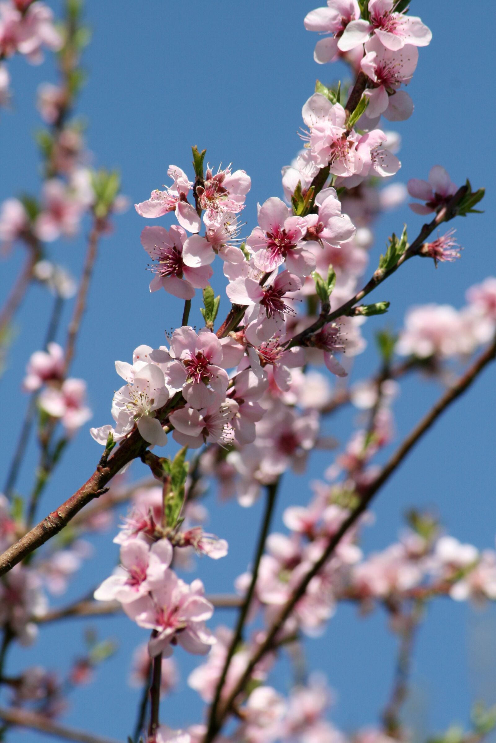 Canon EOS 400D (EOS Digital Rebel XTi / EOS Kiss Digital X) sample photo. Spring, flower, pink photography