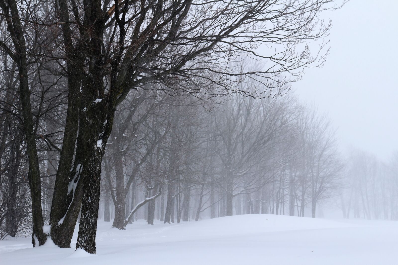 Canon EOS 100D (EOS Rebel SL1 / EOS Kiss X7) + Canon EF-S 18-55mm F3.5-5.6 IS STM sample photo. Storm, winter, snow photography