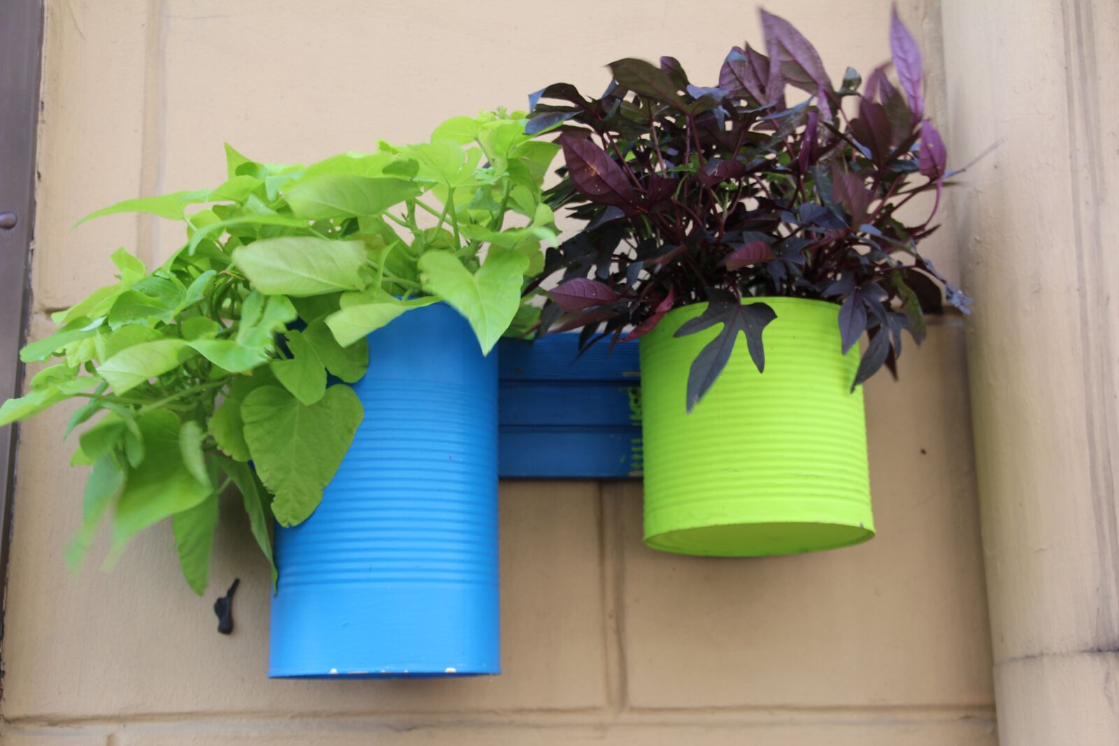 Canon EOS 600D (Rebel EOS T3i / EOS Kiss X5) sample photo. Flowerpot, plant, green photography