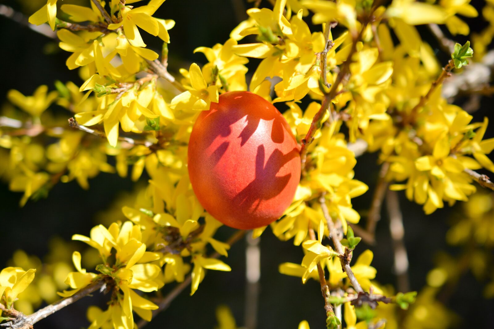 Nikon D5200 sample photo. Easter, eggs, colors photography