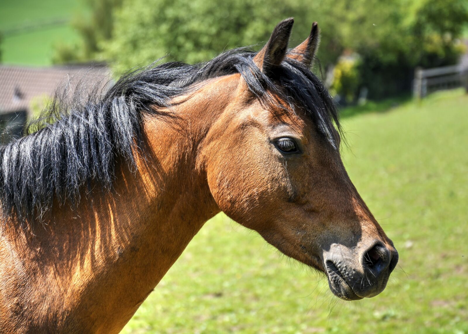 Nikon D7100 sample photo. Horse, equine, portrait photography