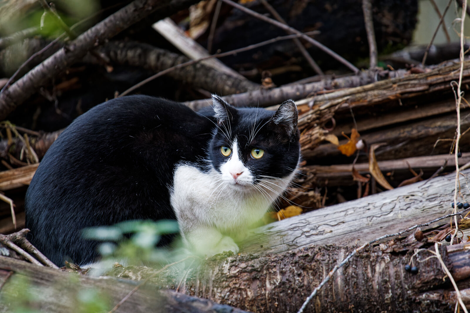 Canon EOS-1D Mark III sample photo
