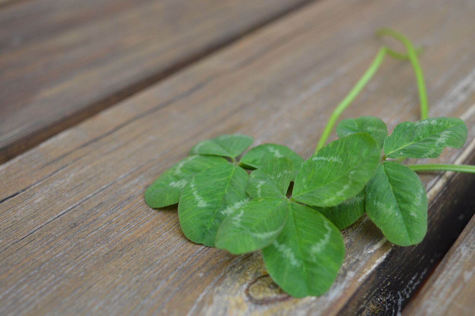 Nikon D3200 sample photo. Clovers, symbol, happiness photography