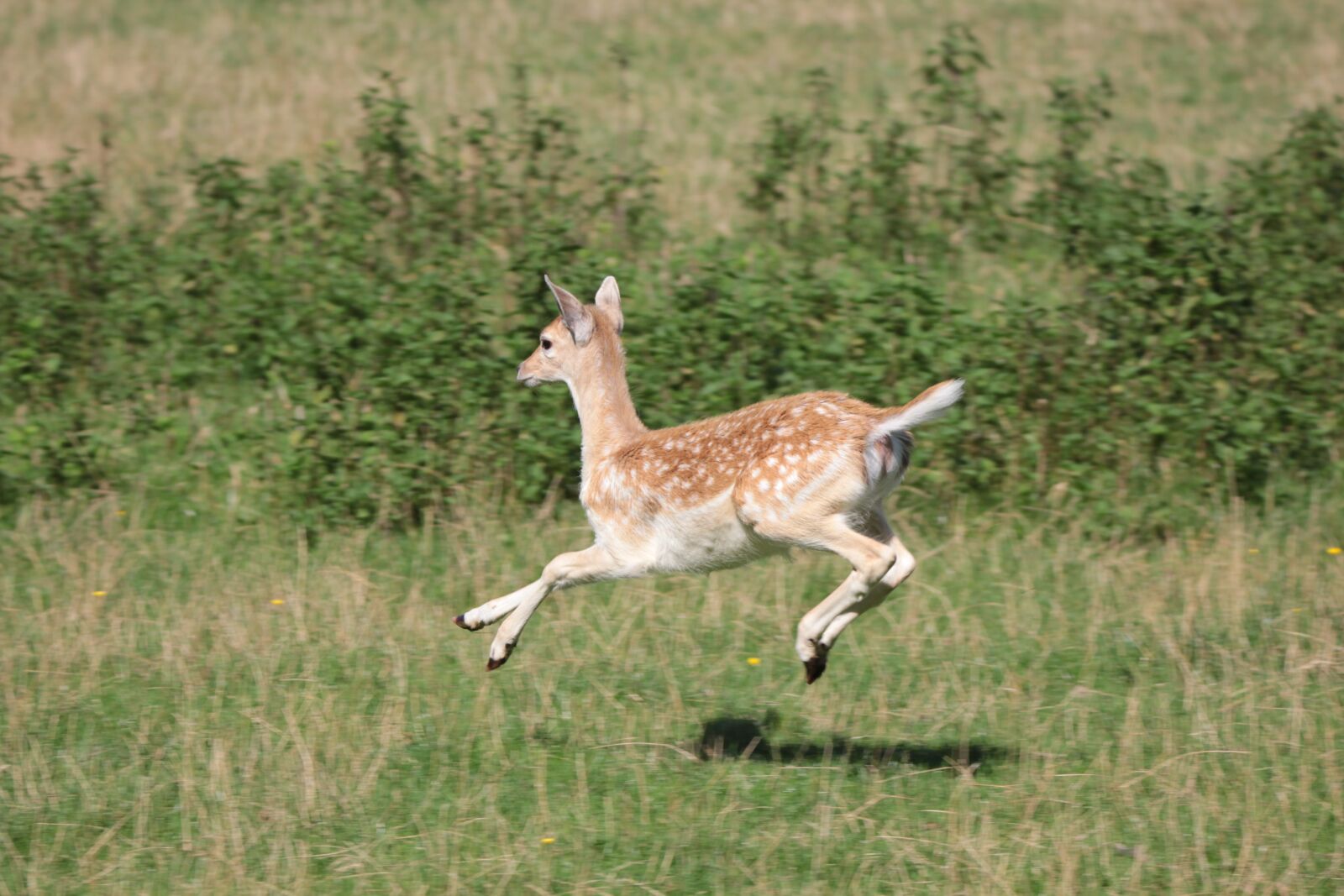 Canon EOS 550D (EOS Rebel T2i / EOS Kiss X4) sample photo. Roe deer, hirsch, hinds photography