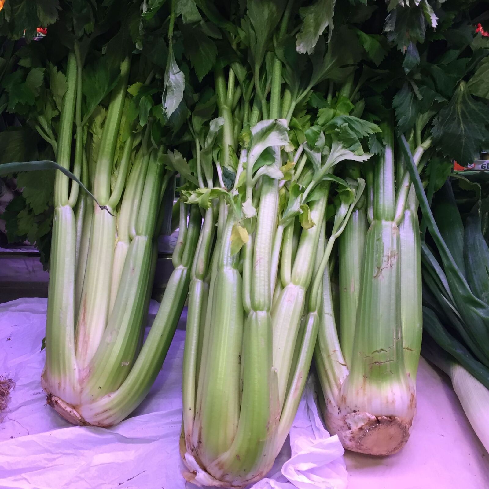 iPhone 6 back camera 4.15mm f/2.2 sample photo. Celery, fresh, vegetable photography