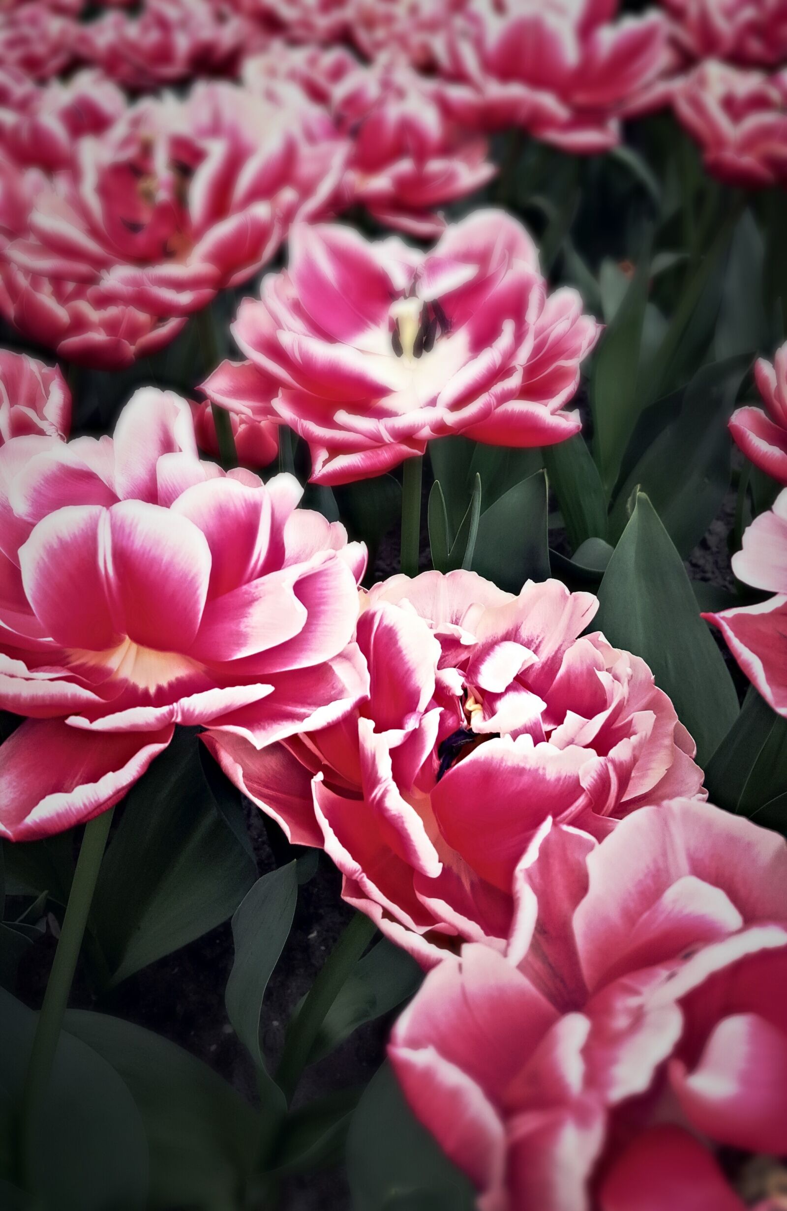 Samsung GALAXY S6 edge sample photo. Plant, flower, nature photography