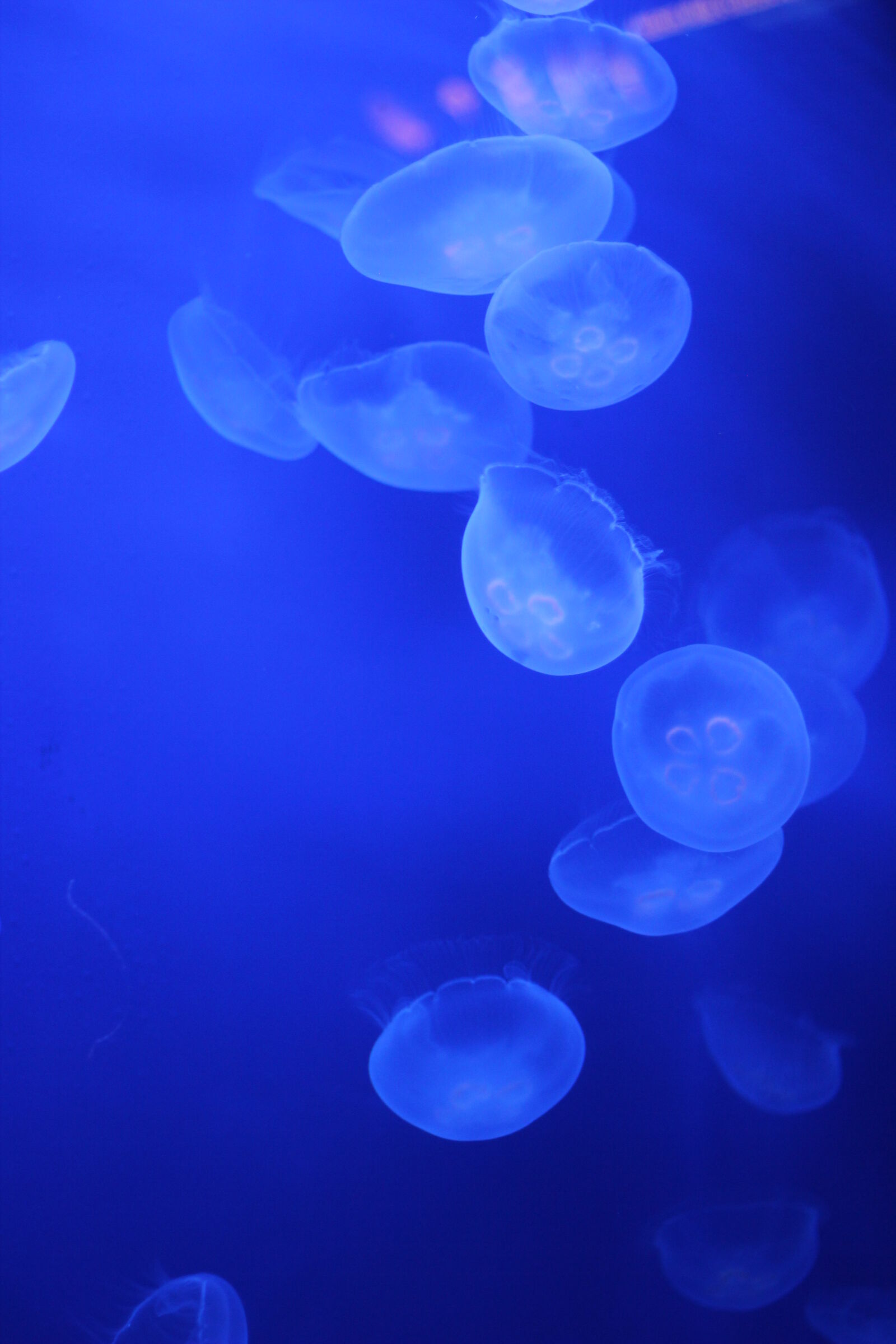Canon EOS 60D + Canon EF 50mm F1.8 STM sample photo. Jellyfish photography