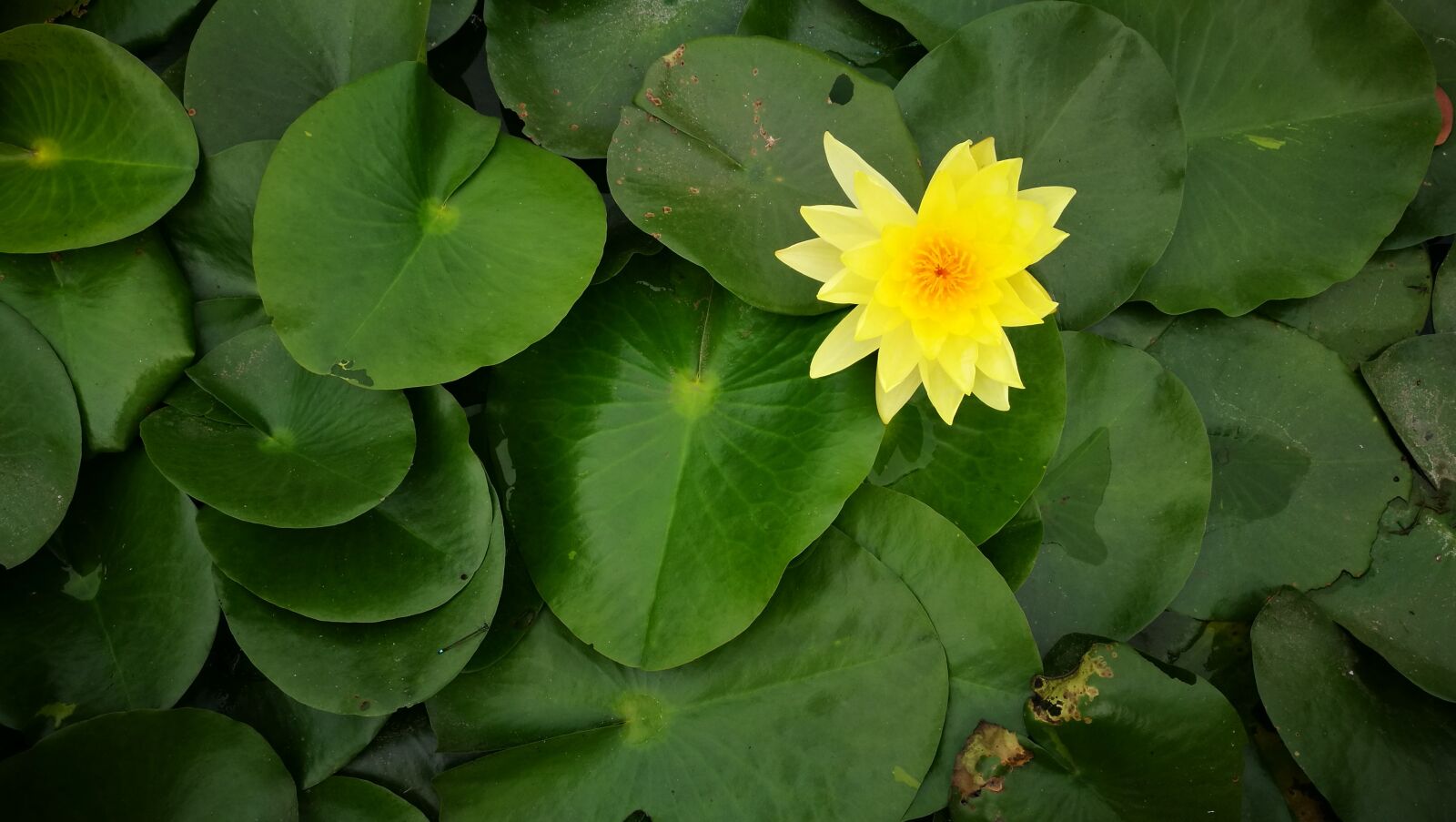 HUAWEI P9 sample photo. Tigernoy, lotus, love photography