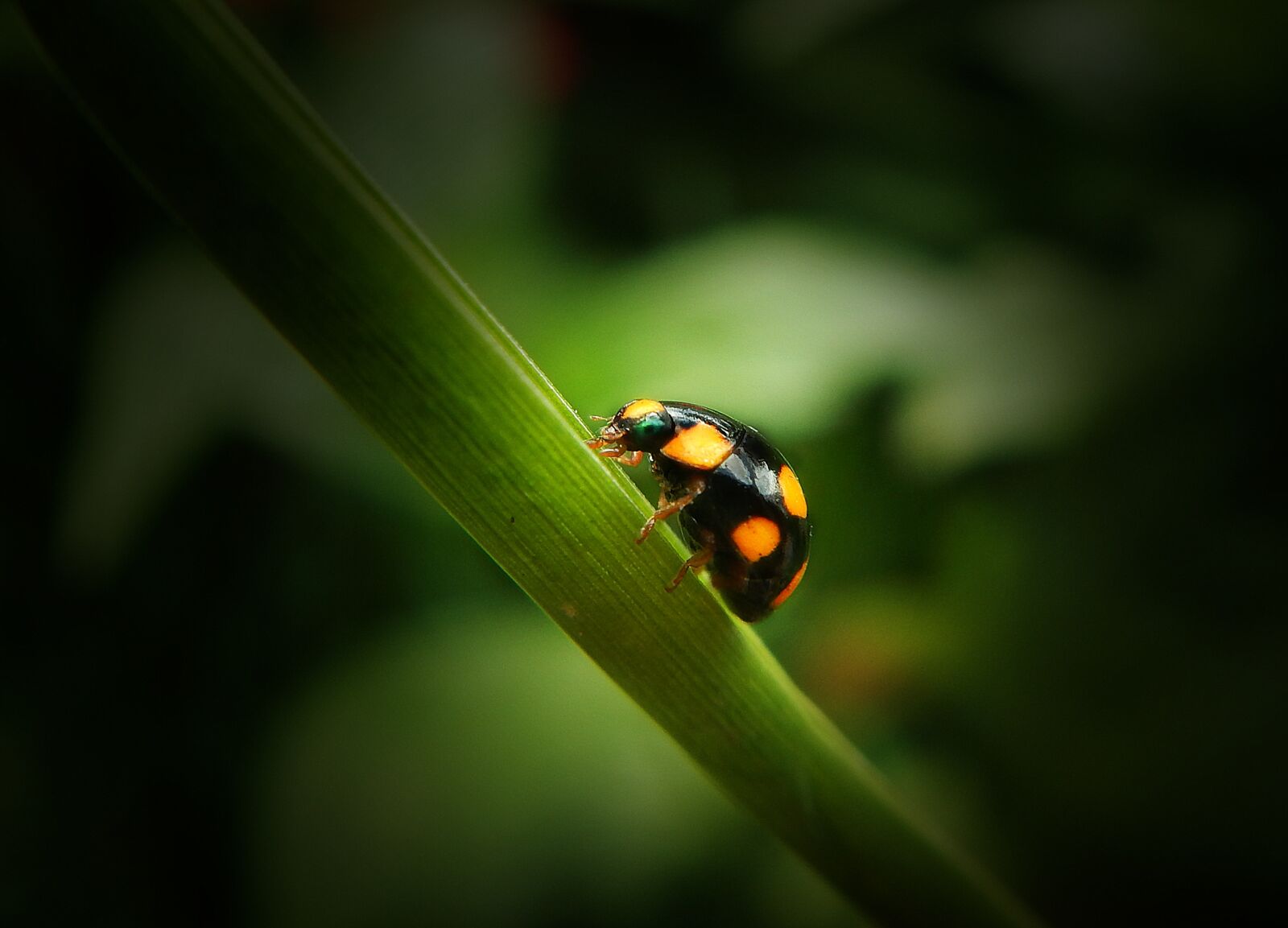 Nikon Coolpix AW110 sample photo. Ladybug, coleoptero, beetle photography