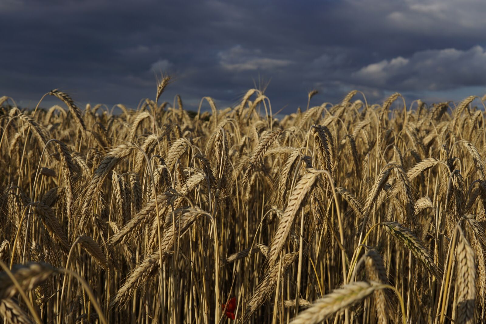 Sony a6000 sample photo. Wheat field, wheat, field photography