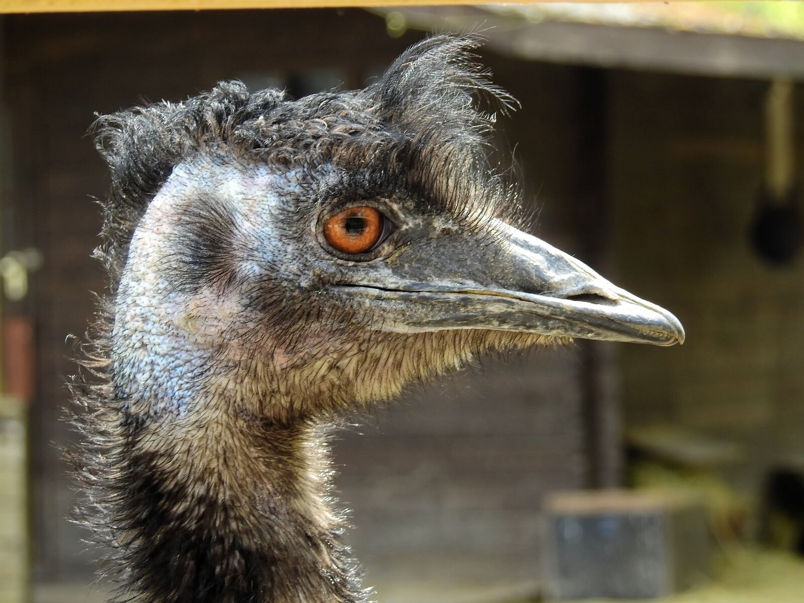 Nikon Coolpix P900 sample photo. Strauss, bird, ostrich photography