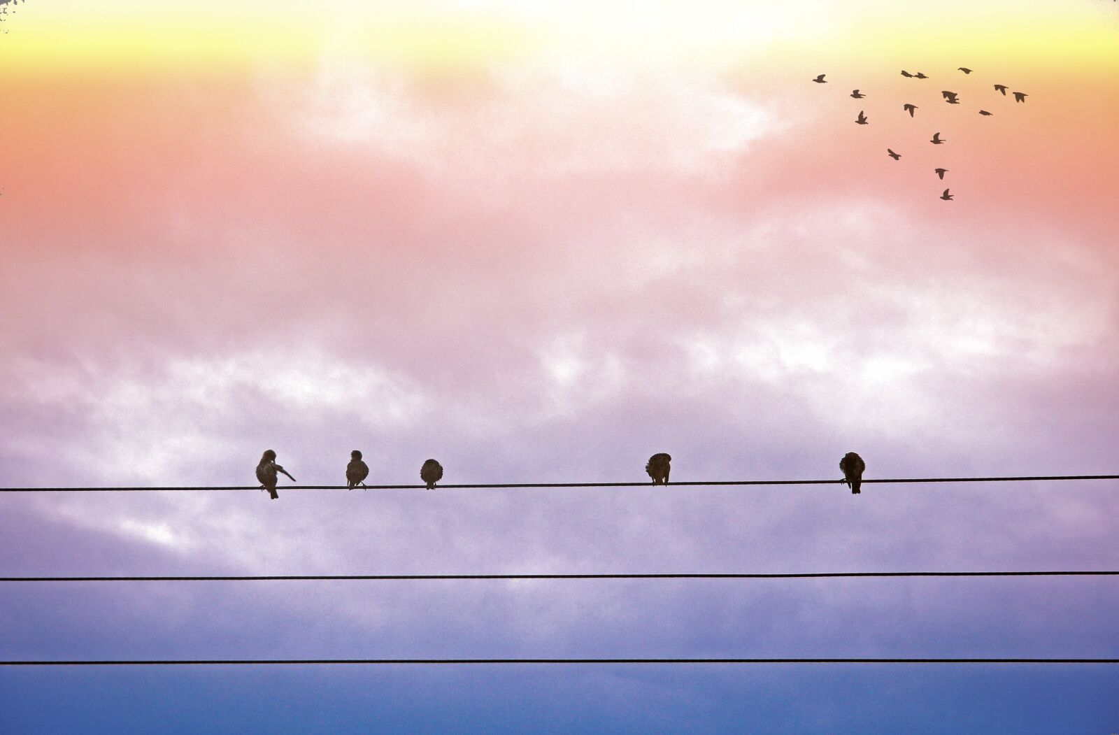 Canon EF-S 18-135mm F3.5-5.6 IS sample photo. Birds, flight, freedom photography