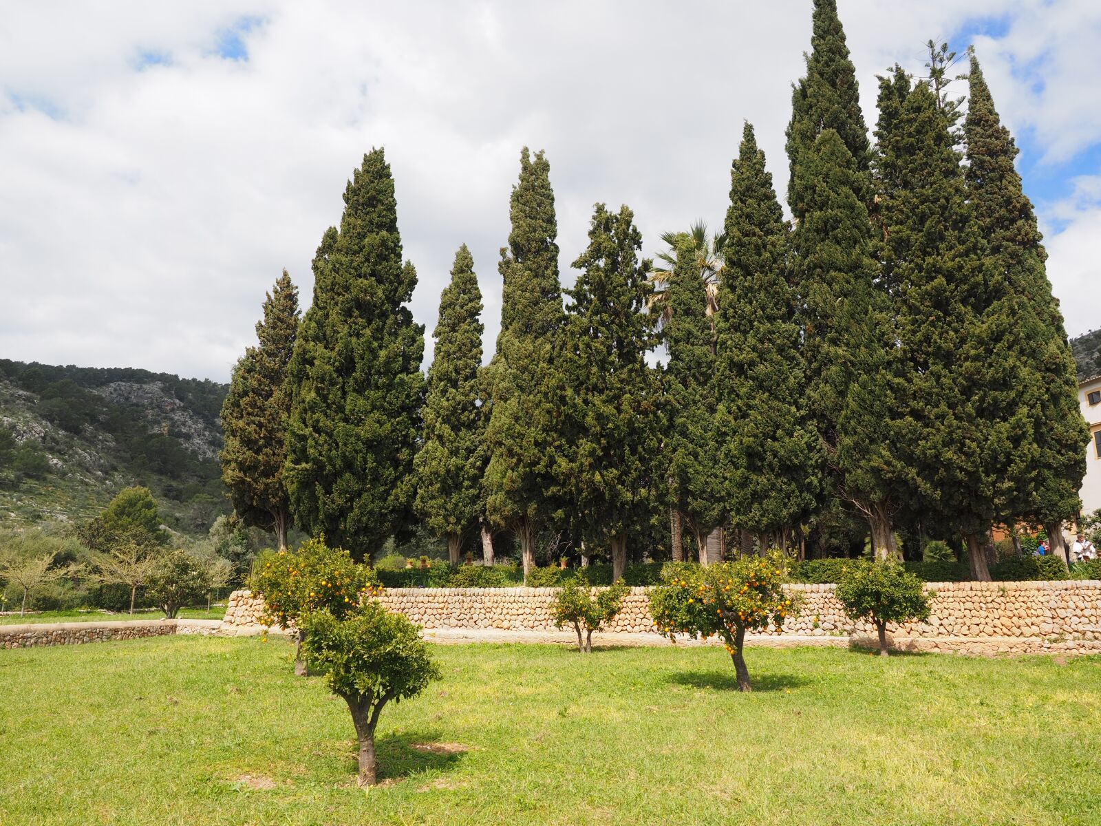 Olympus OM-D E-M1 + Olympus M.Zuiko Digital ED 12-40mm F2.8 Pro sample photo. Orange tree, orange grove photography