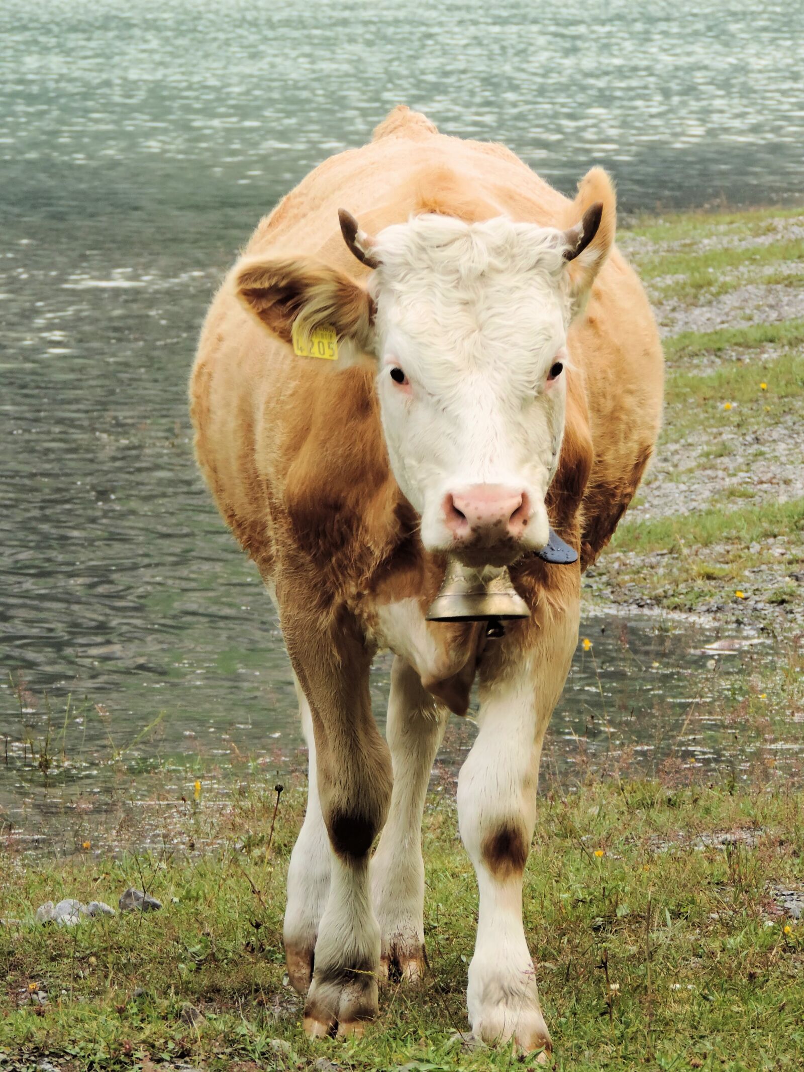 Nikon Coolpix P520 sample photo. Cow, switzerland, nature photography