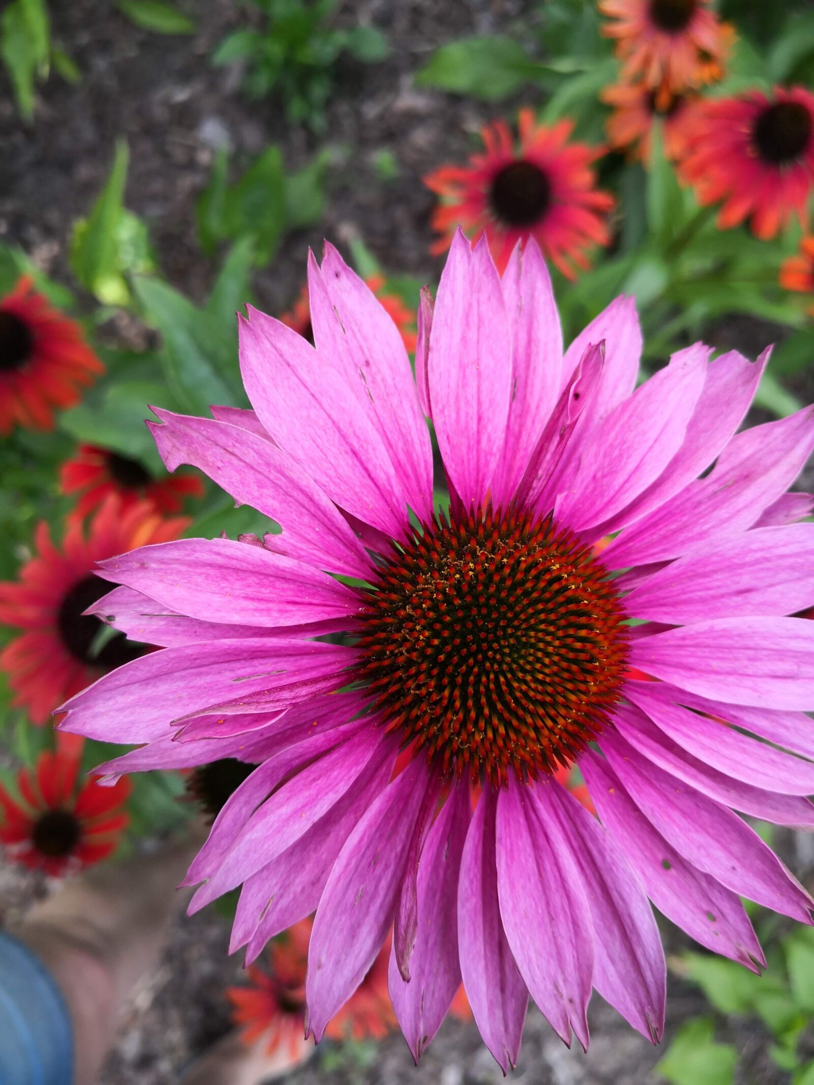 HUAWEI Mate 10 Pro sample photo. Nature, plants, flowers photography