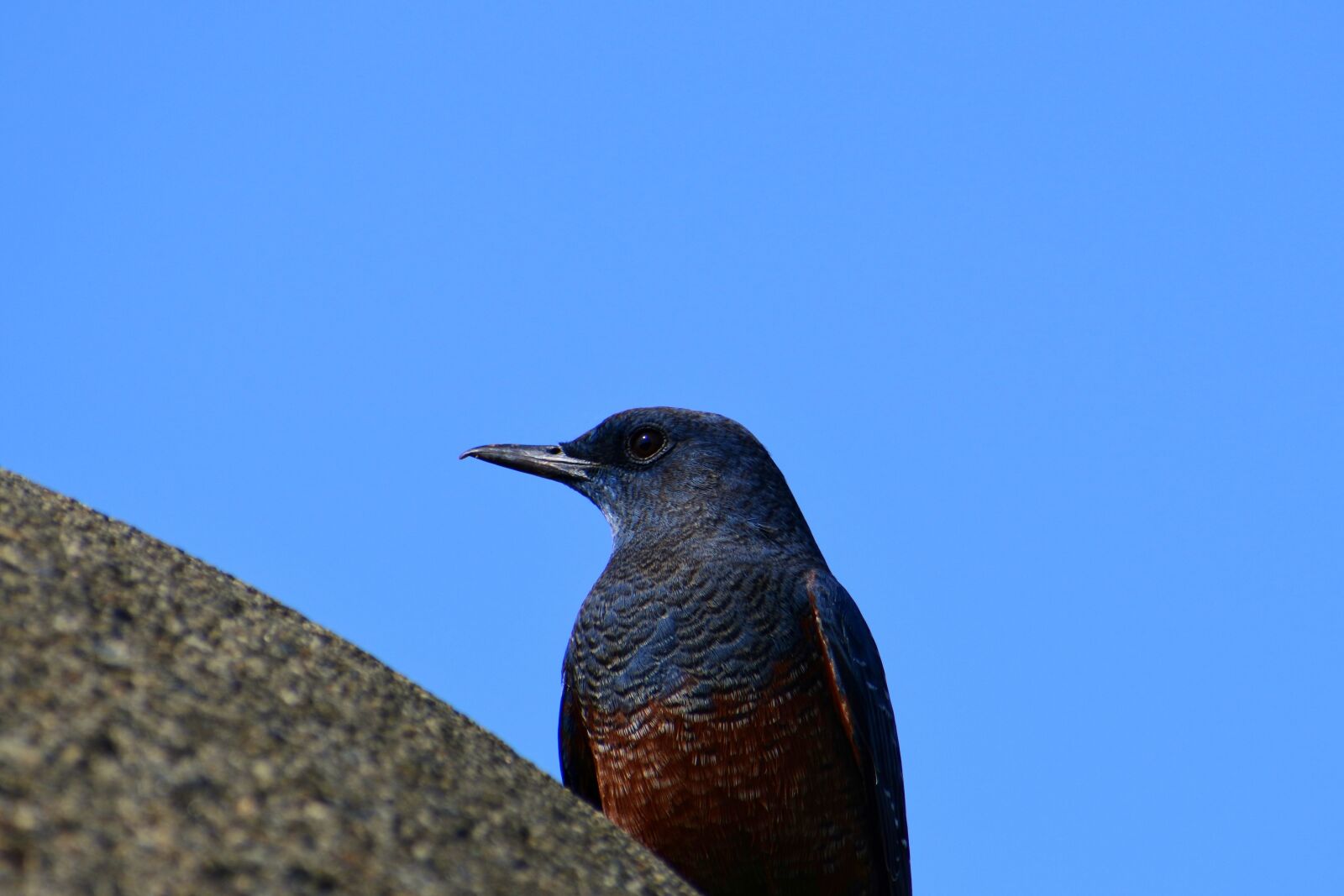 VR 70-300mm f/4.5-6.3G sample photo. Animal, sky, sea photography